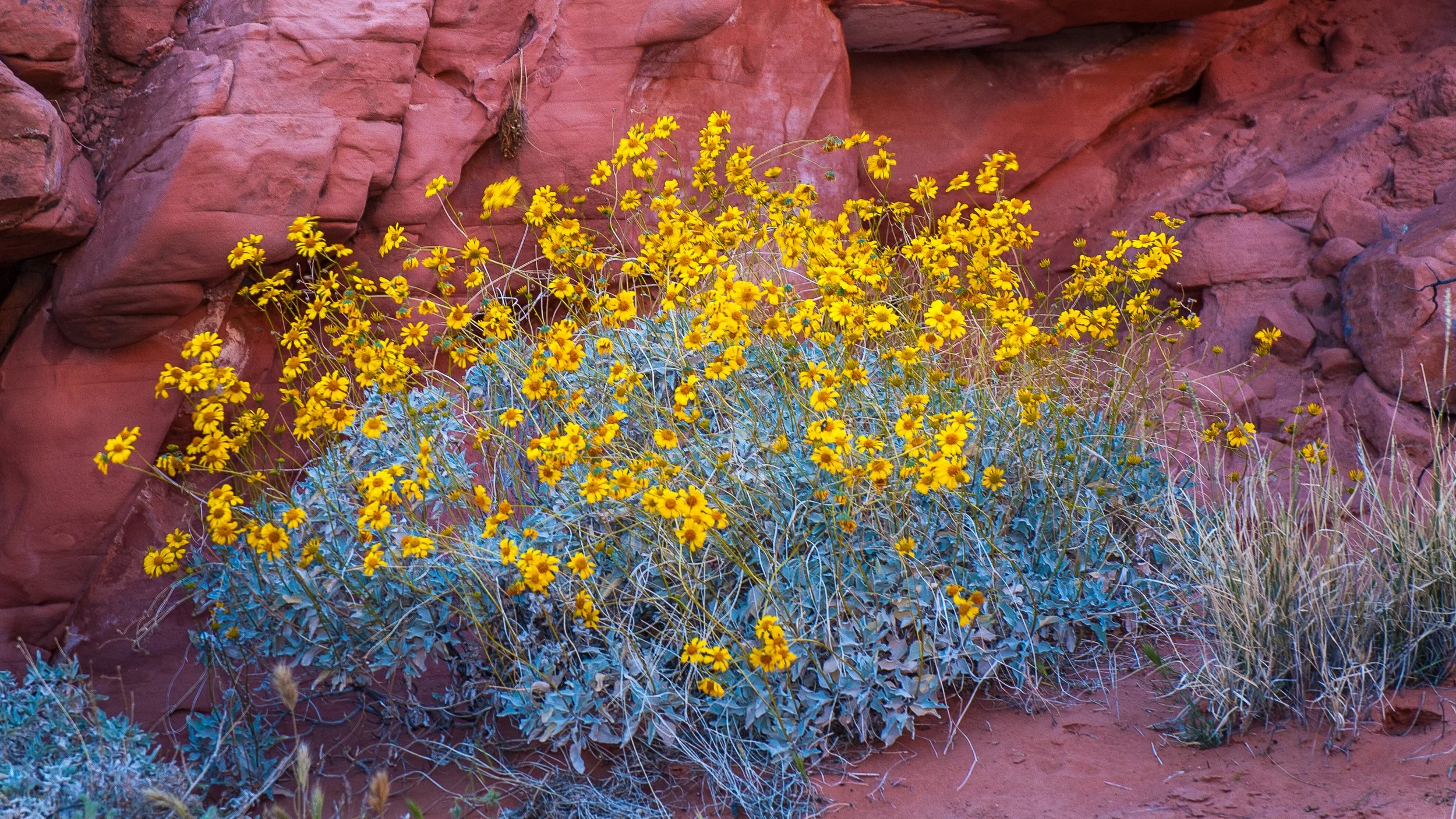 Oasis of Color.jpg