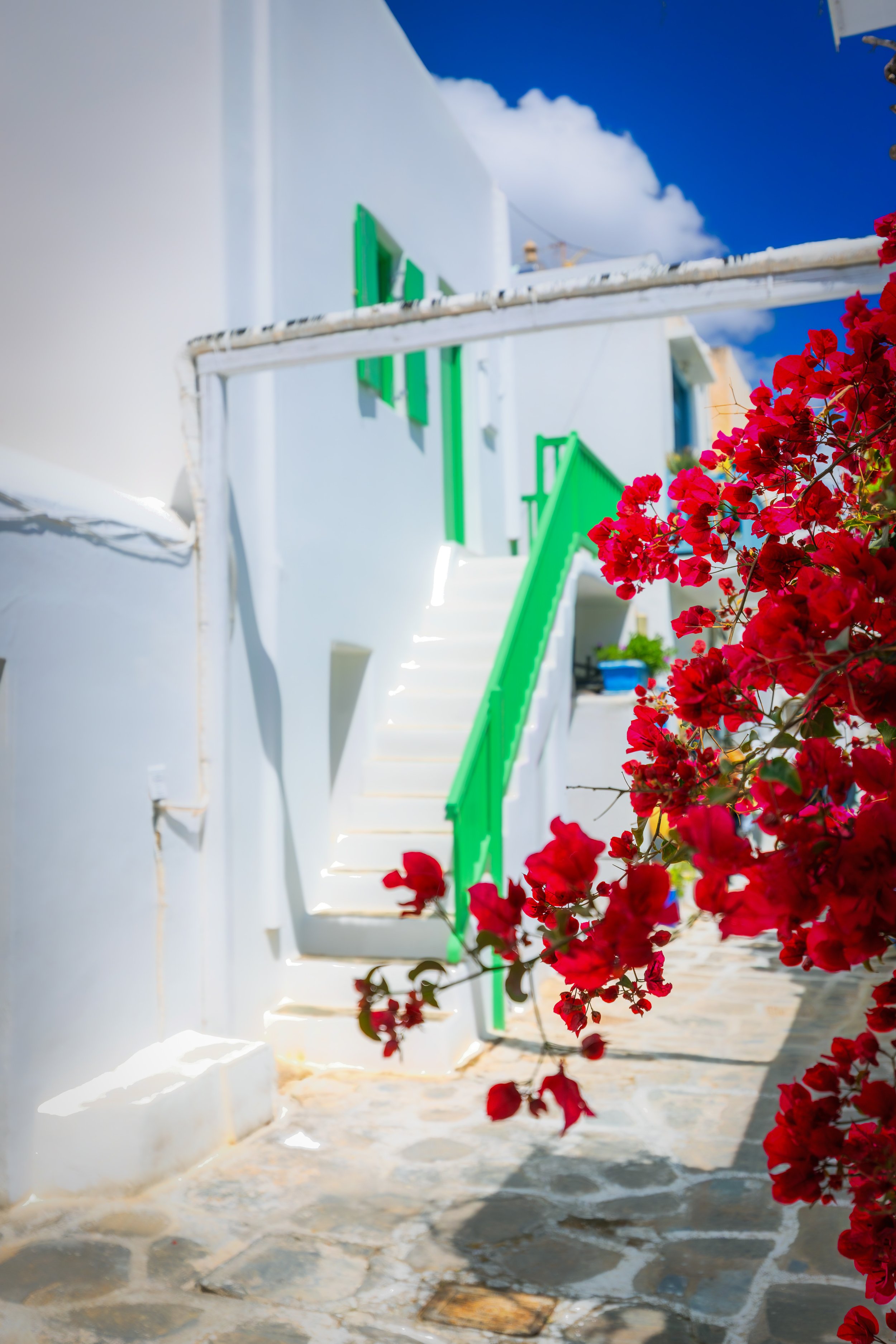 Bougainvillea Breeze.jpg