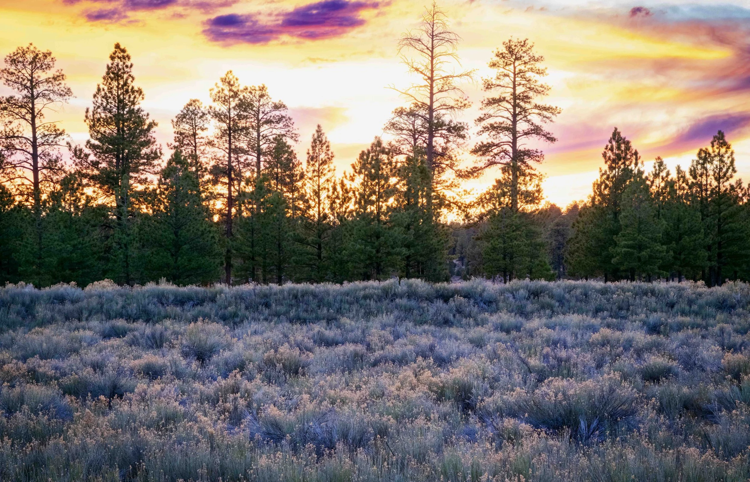 Sagebrush Symphony.jpg