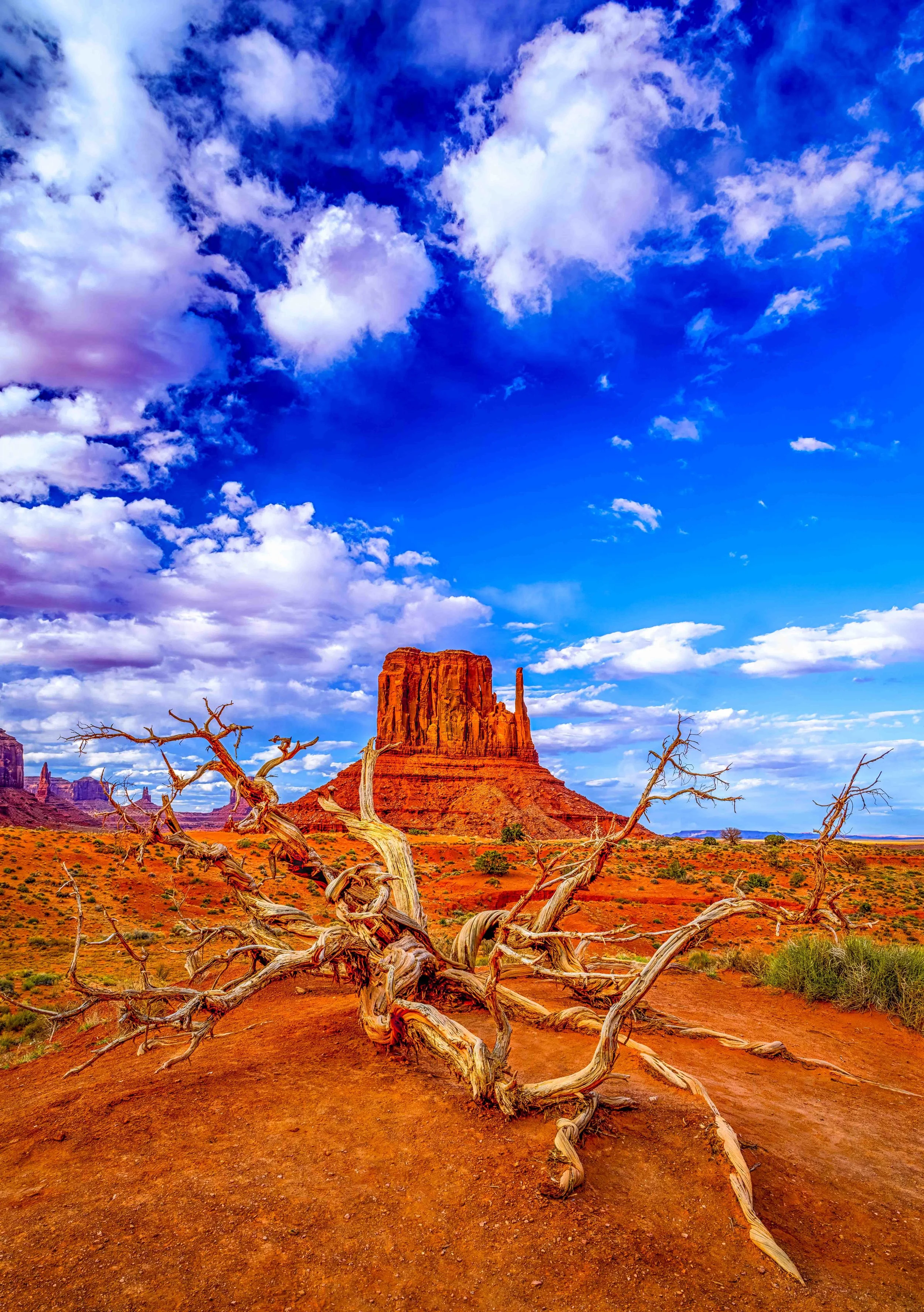 Desert Majesty.jpg