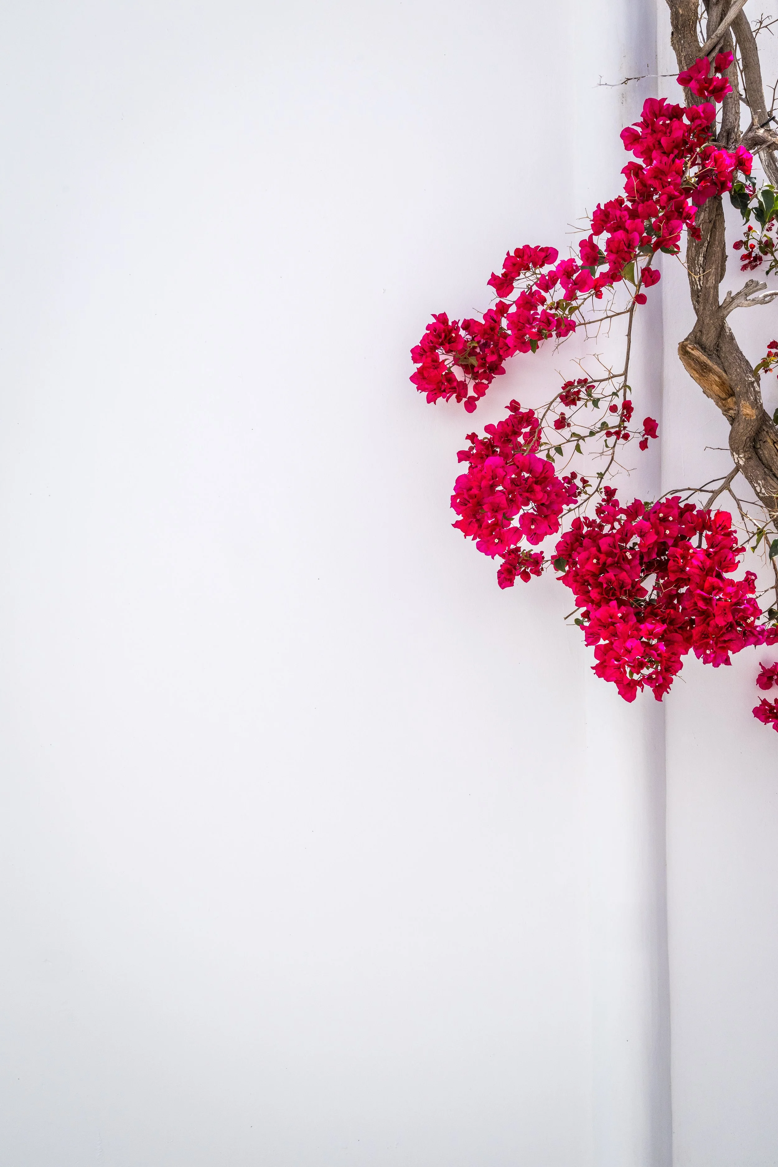Minimalist Bloom.jpg