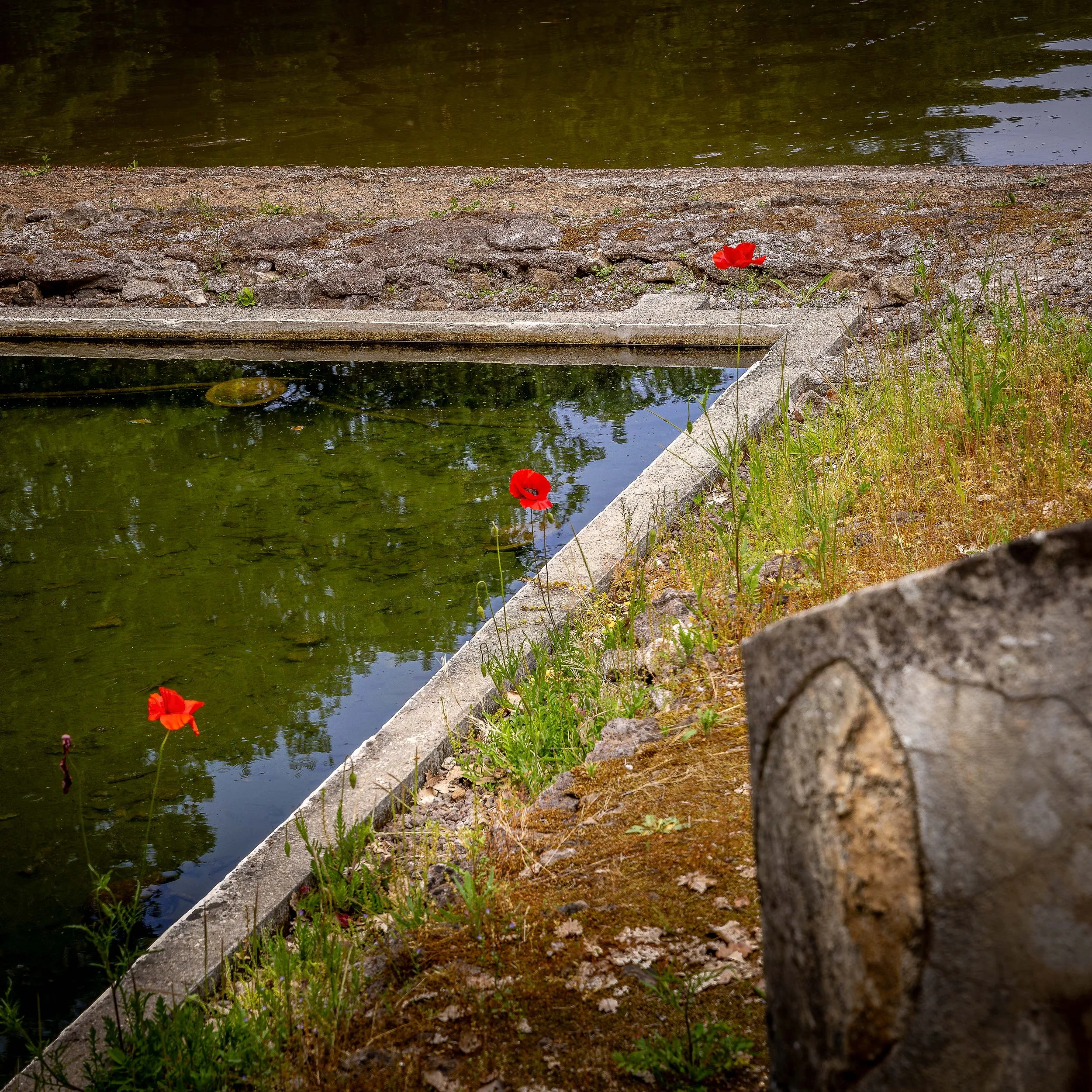 Scarlet on Stone.jpg