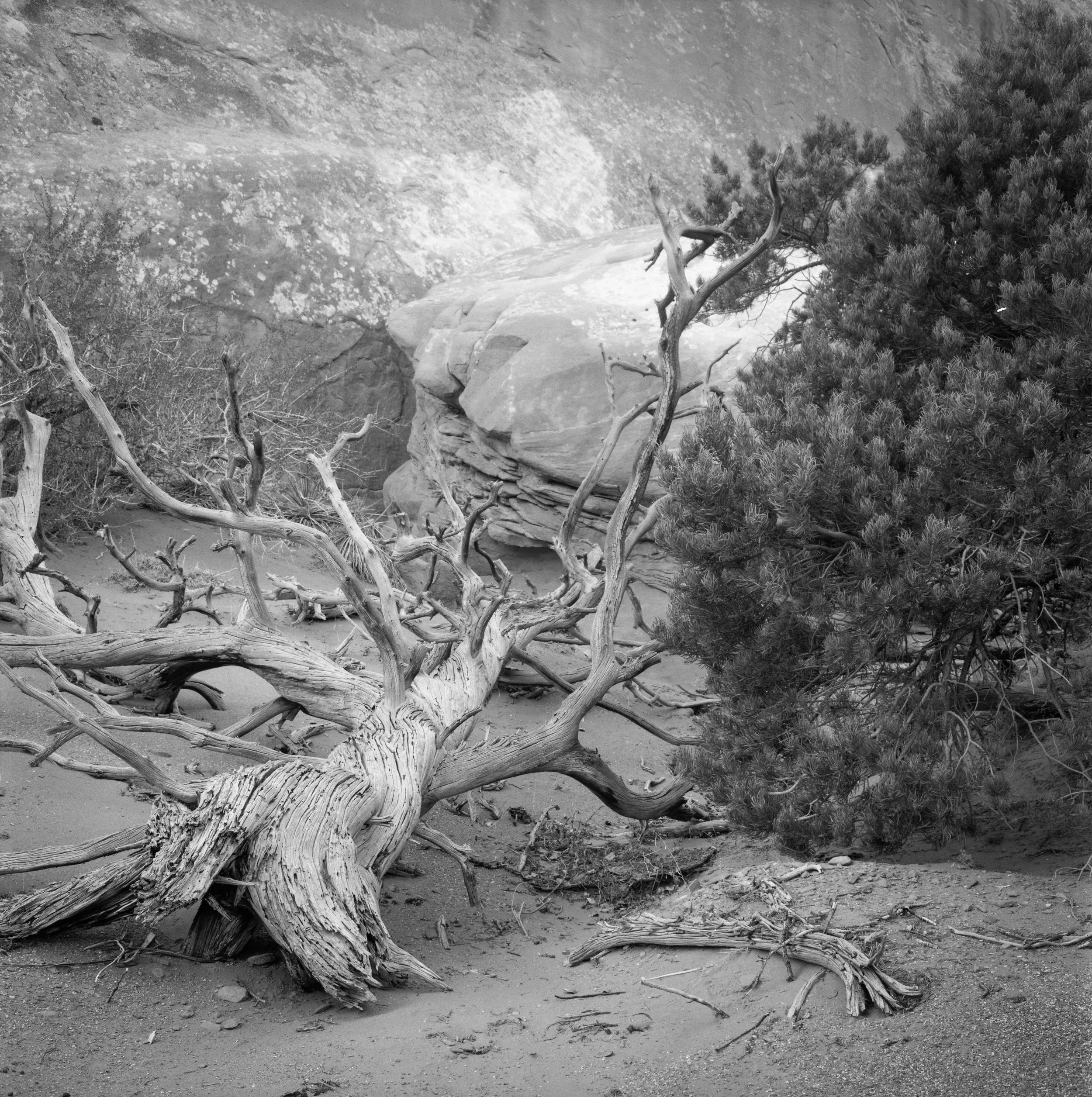 Weathered Relic.jpg