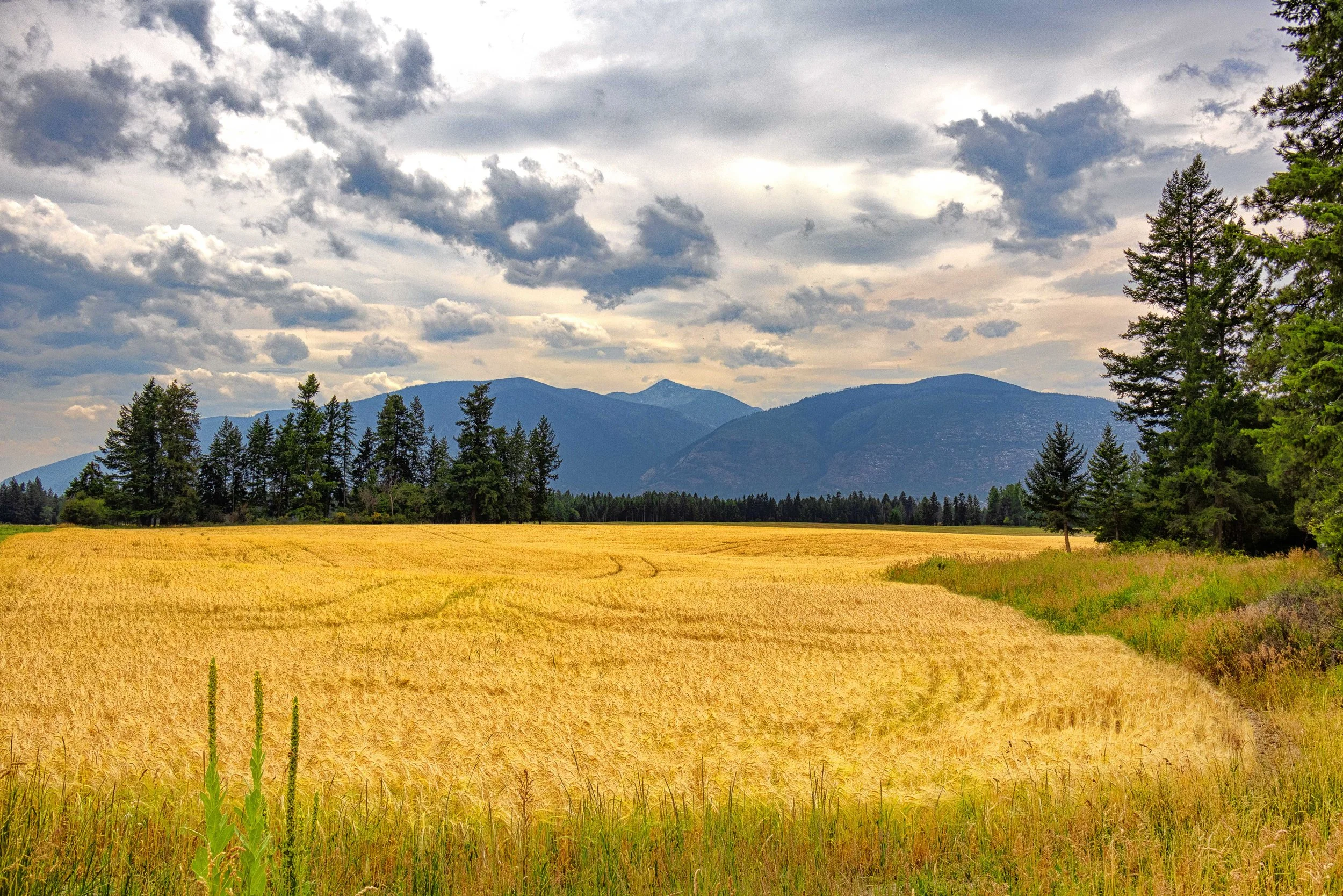 Harvest Mood III.jpg