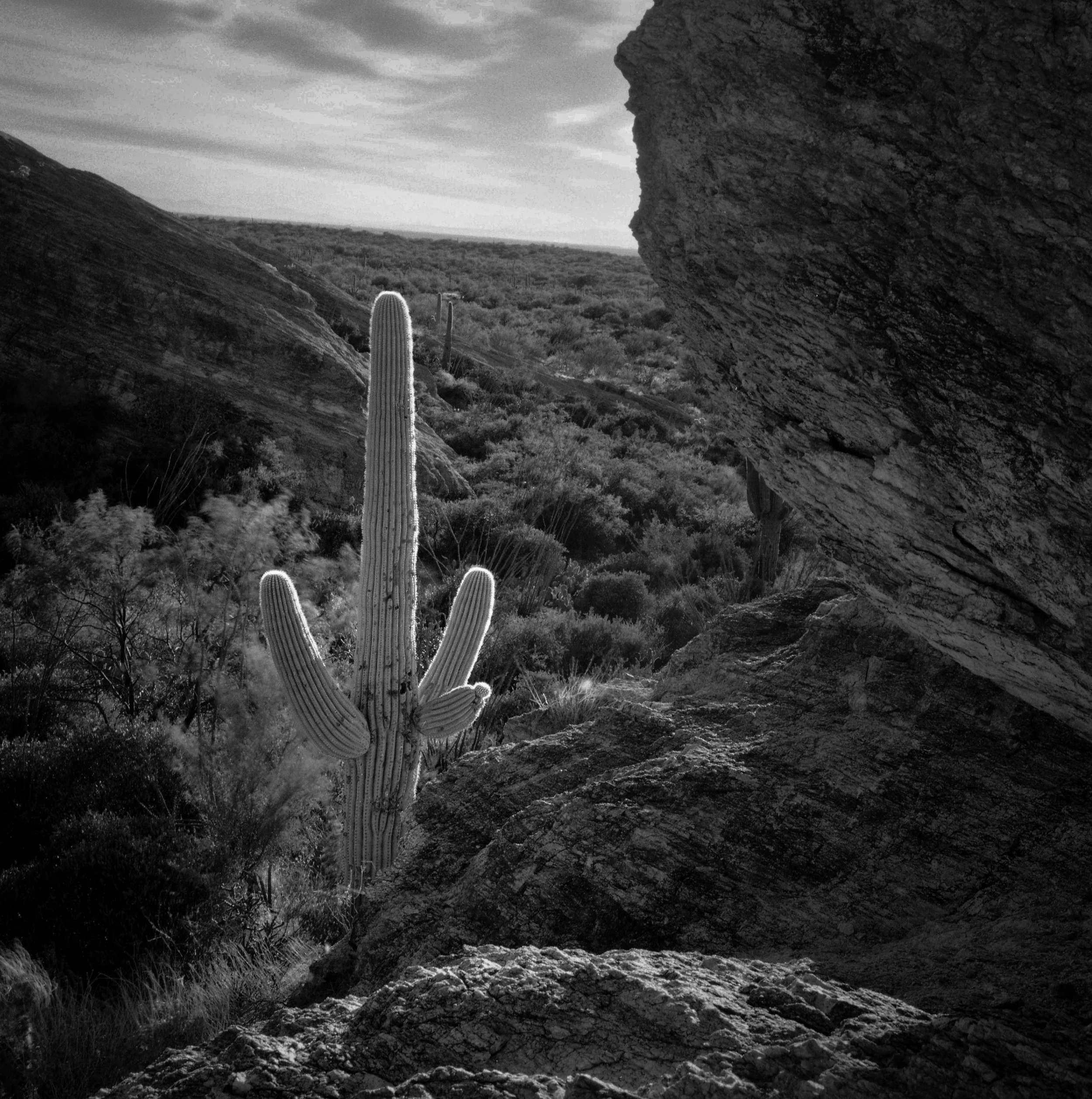 The Lone Saguaro.jpg