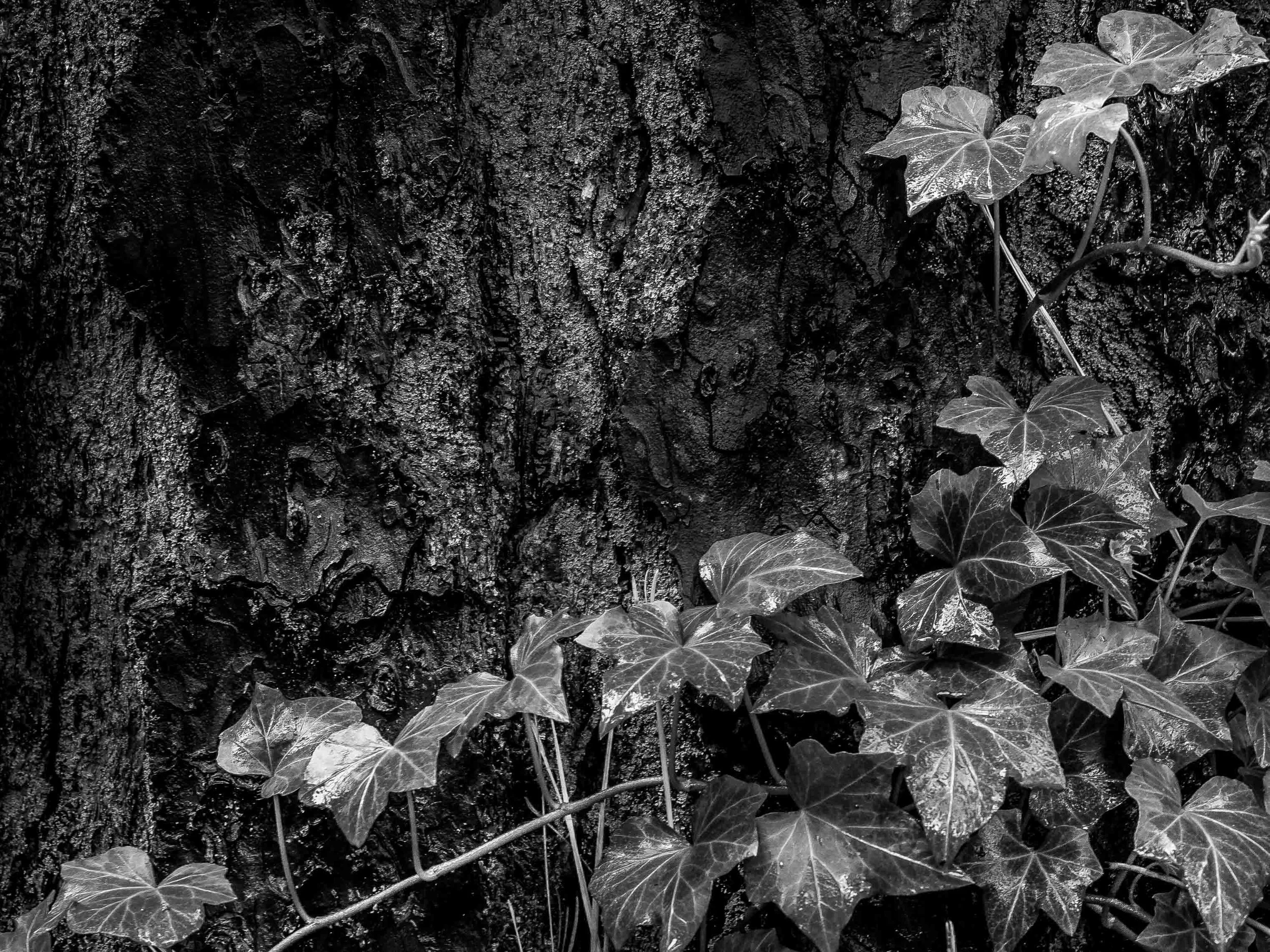 The Ivy's Domain.jpg