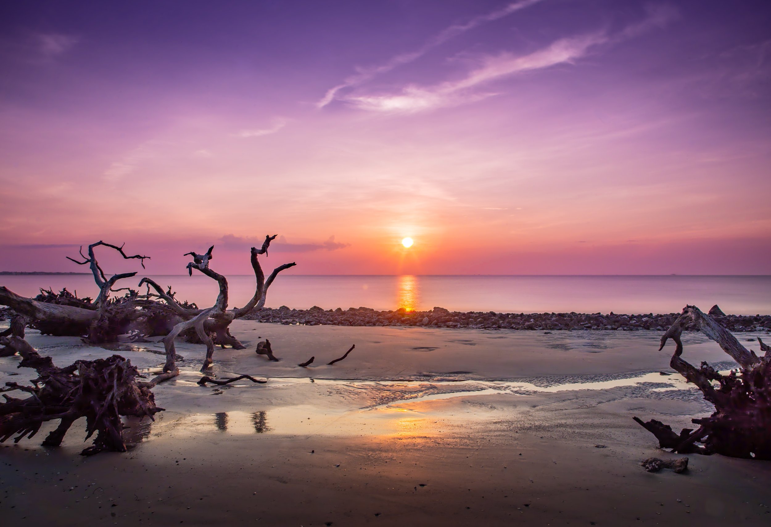 The Rooted Shore.jpg
