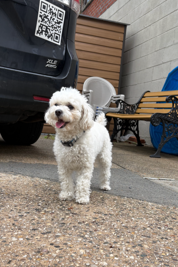A small, fluffy white dog with curly fur and a black collar standing on a concrete driveway next to a black SUV with a QR code on one of its back windows. In the background, there is a wooden fence, a small white chair, a park bench with wooden slats and black metal armrests, and a blue recycling bin.