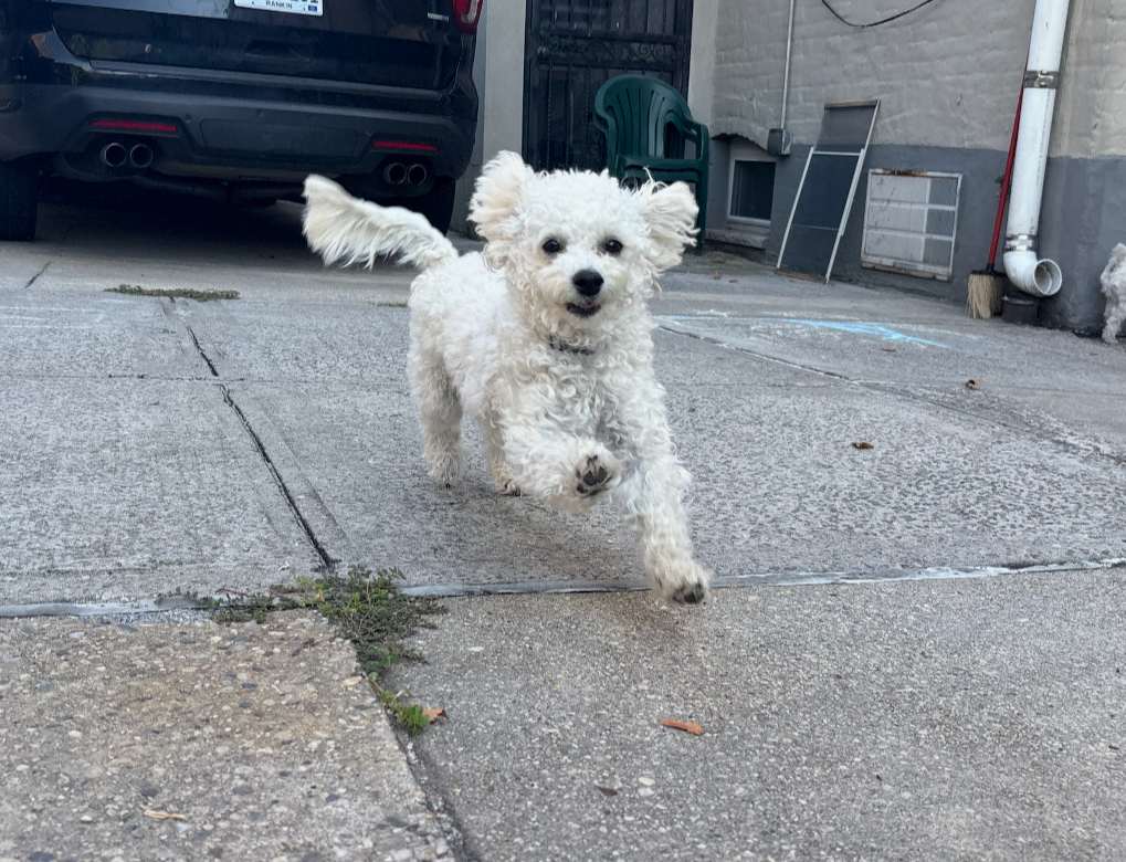 A small, white, fluffy dog running towards the camera on a concrete driveway.