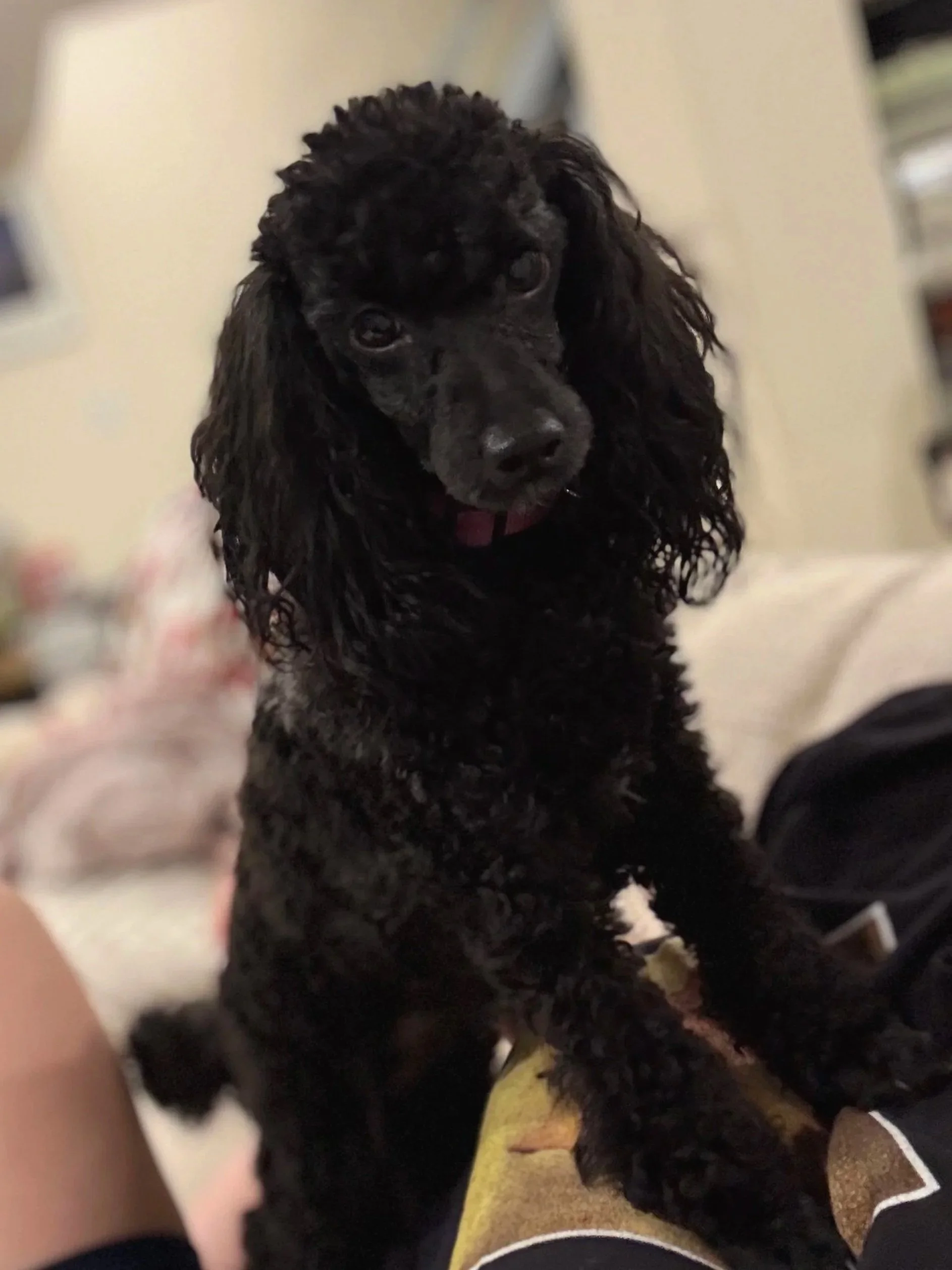 Black curly-haired puppy with floppy ears looking at the camera.