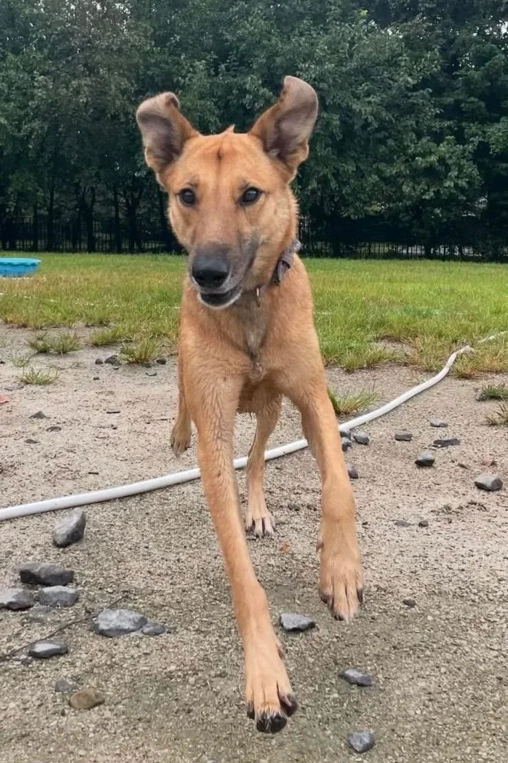A tan dog with large ears running towards the camera on a dirt path with grass and trees in the background.