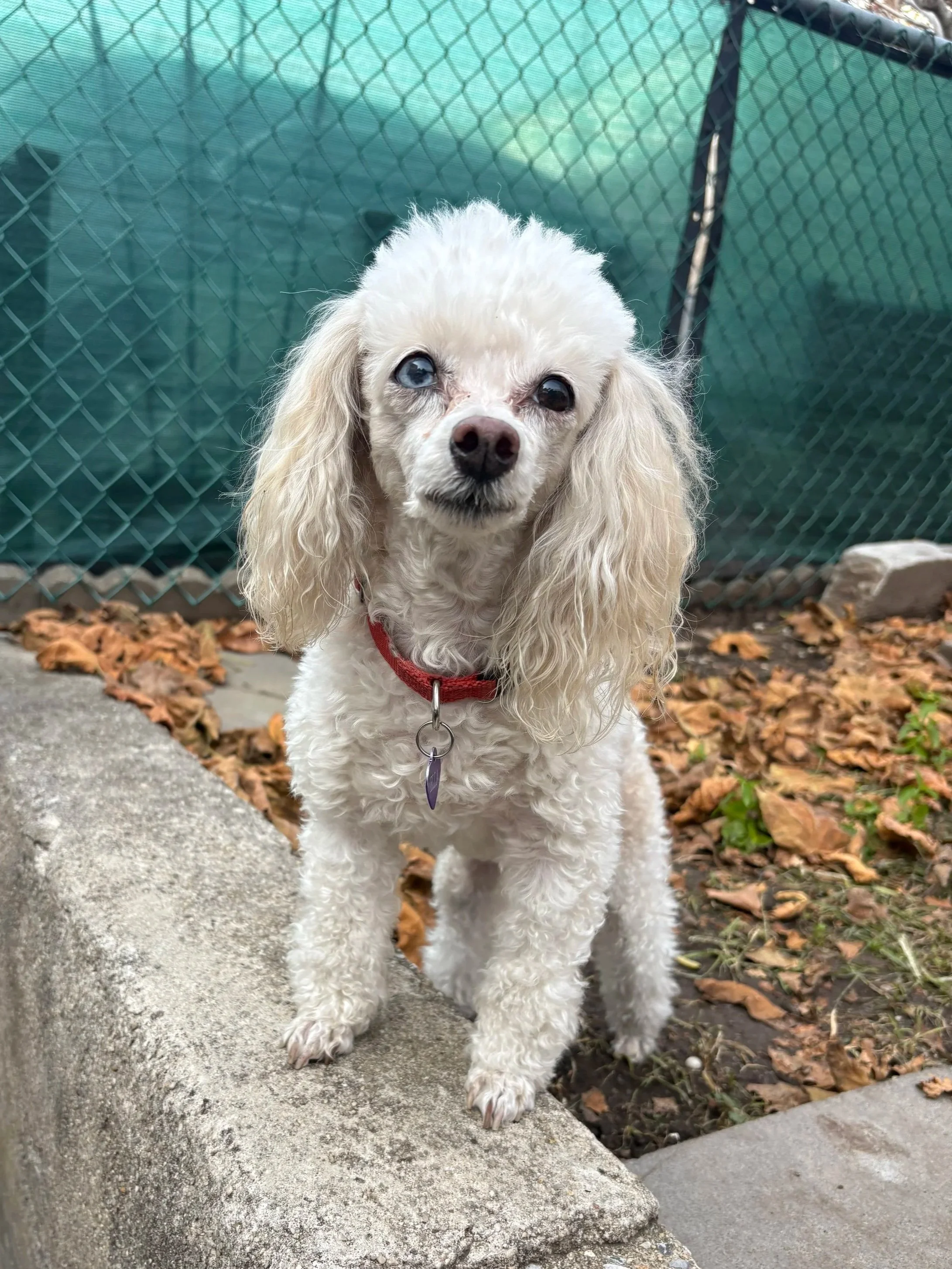 A small white curly-haired dog with one blue eye and one dark eye, wearing a red collar, standing on a concrete ledge outdoors with fallen leaves and a green chain-link fence in the background.