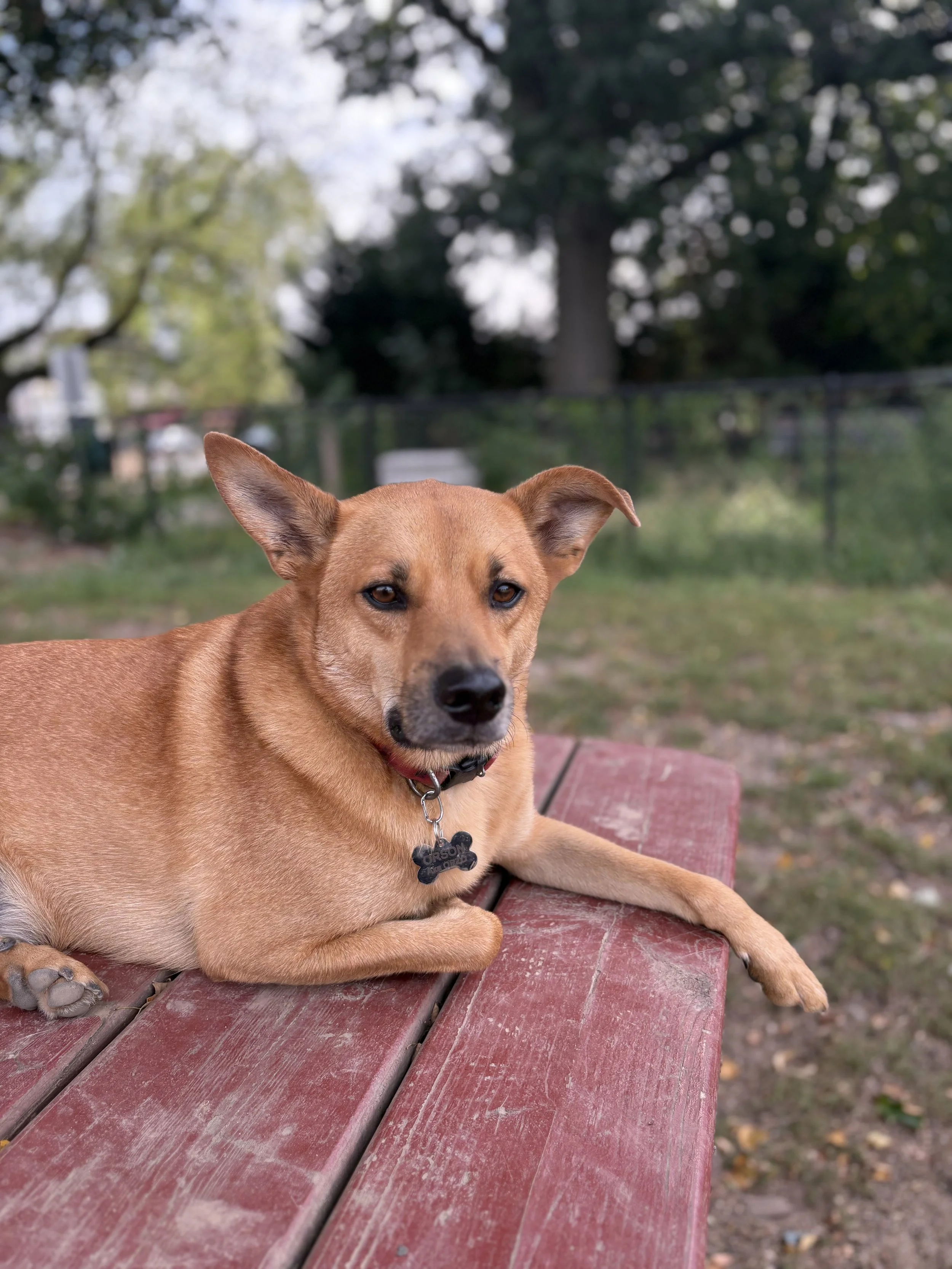 A tan dog with upright ears lying on a weathered red wooden park bench outdoors, with trees and a fence in the background.