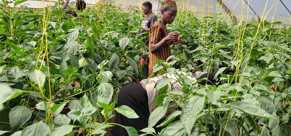 Why are women farmers in rural areas important for the agricultural ...