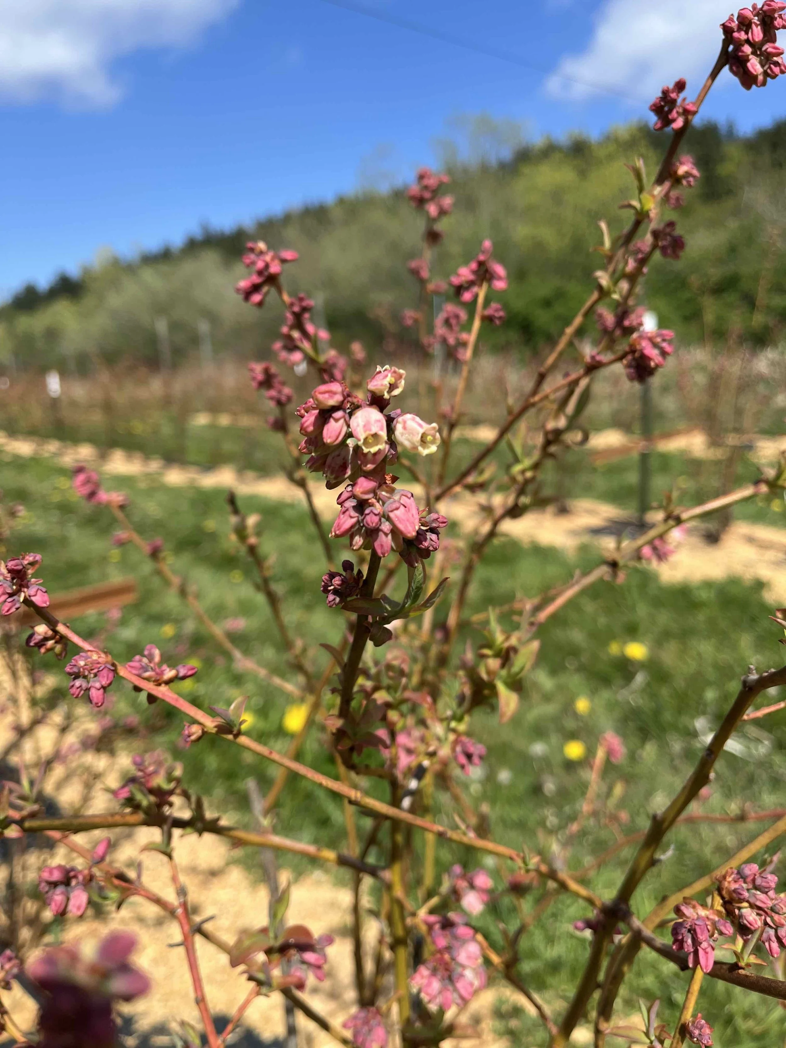 pink stage blueberry blossoms