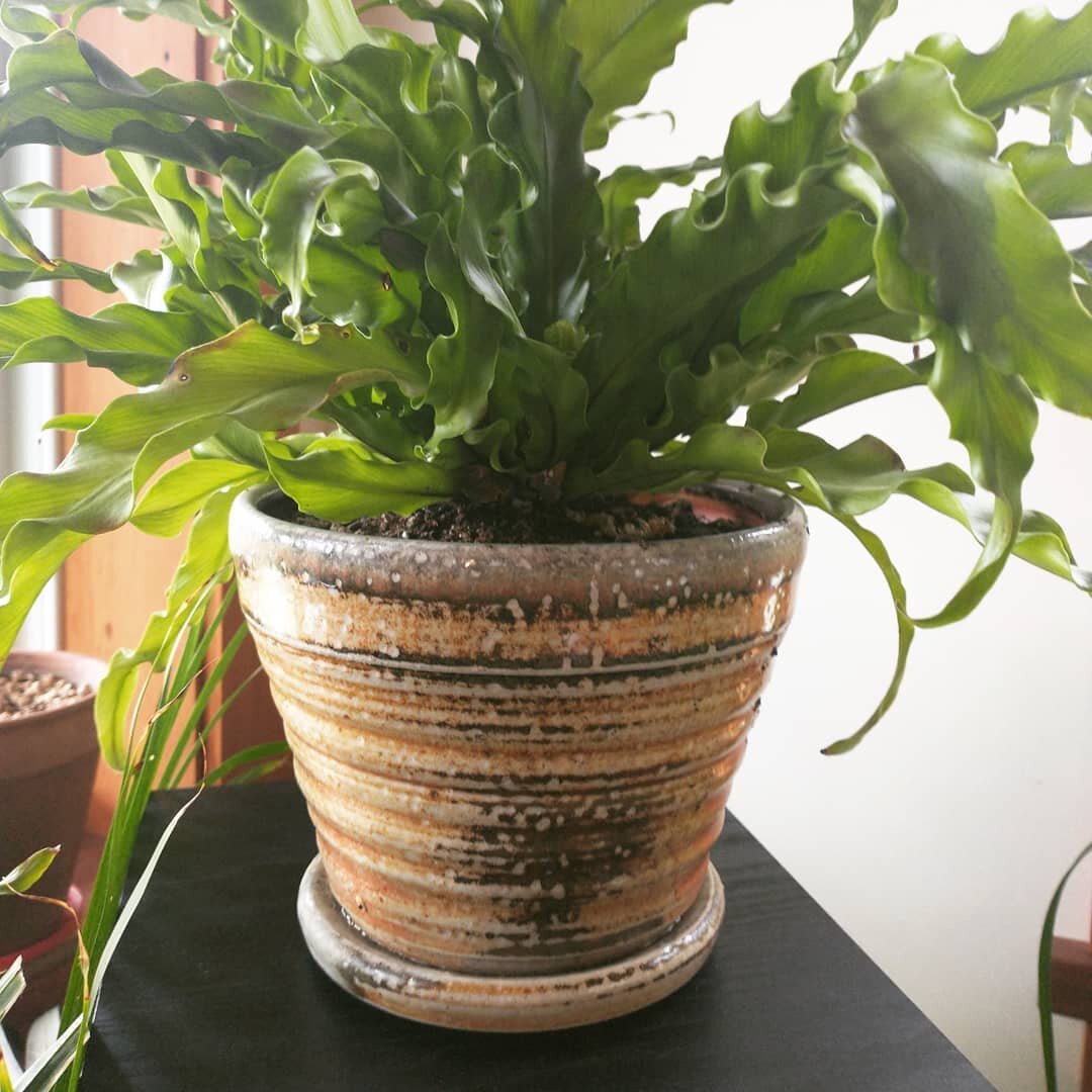 Trying out some new planters. My new obsession with house plants created an urgent need.