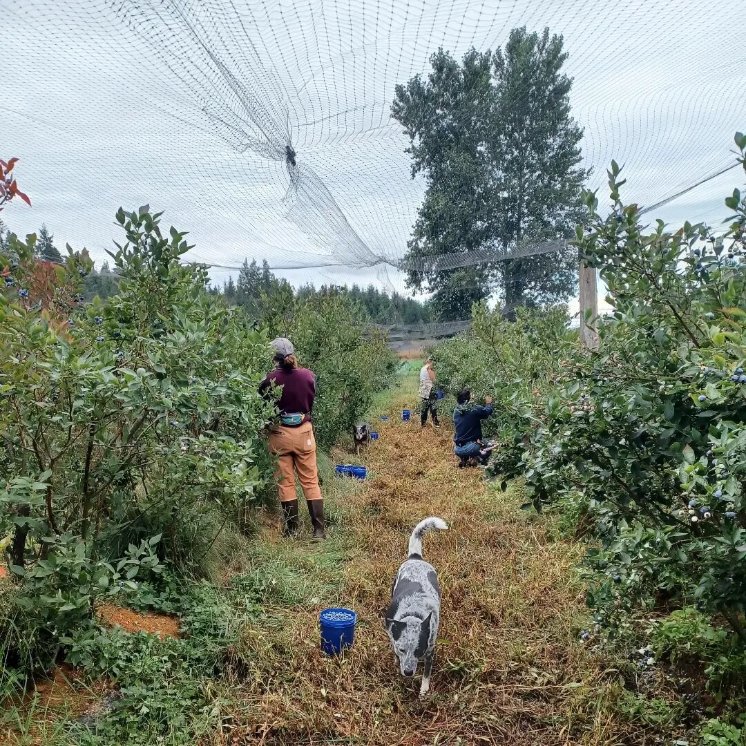 I have so many fond memories of the blueberry season wrap-up. It takes place in these long rows in the NW quadrant of the field. In my favorite variety: Brigita--nicknamed during their unruly adolescence as BiG Rita. This was the period when we had c