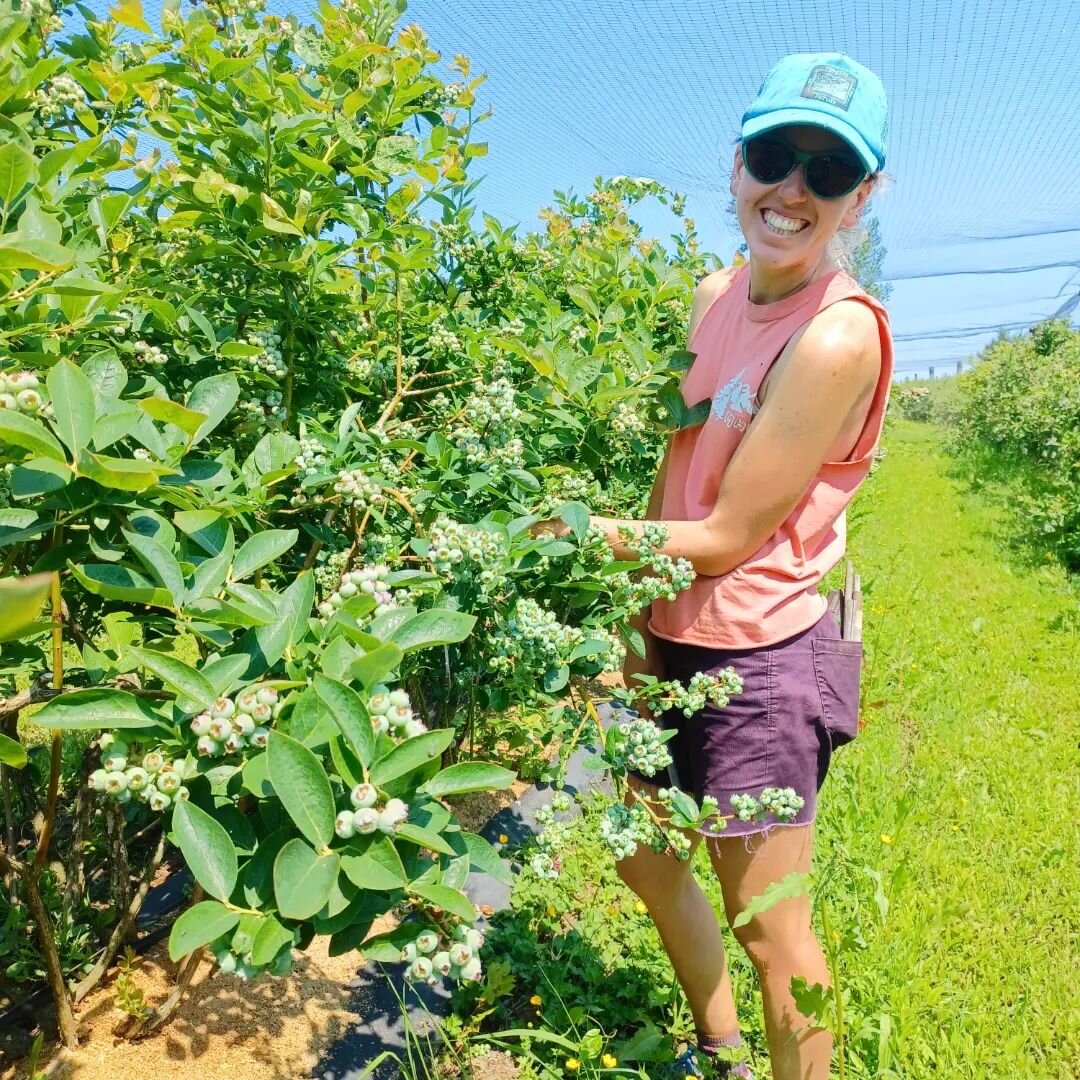 Julia has such a great attitude that she'll even agree to model! Here, she's awestruck at a laden blueberry branch. Then, she's showing off the brand new shopping baskets we'll be debuting @jeffcofarmersmarkets tomorrow. We definitely copied some oth