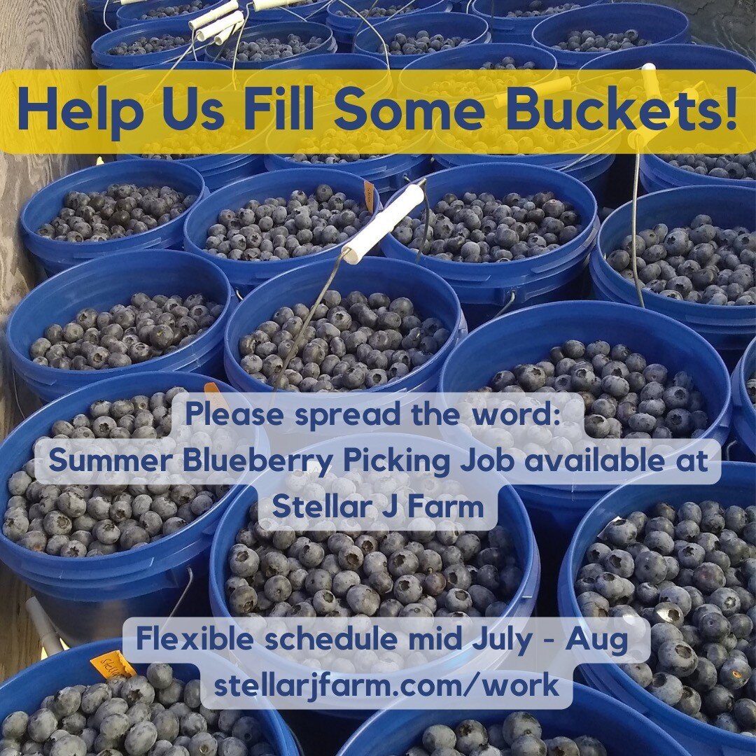 Good news! The blueberry crop is looking good! We're going to need some help getting the berries off the bushes, into pints, onto shelves of @chimacumcorner @ptfoodcoop @jeffcofarmersmarkets and into the mouths of the community! Successful pickers ha