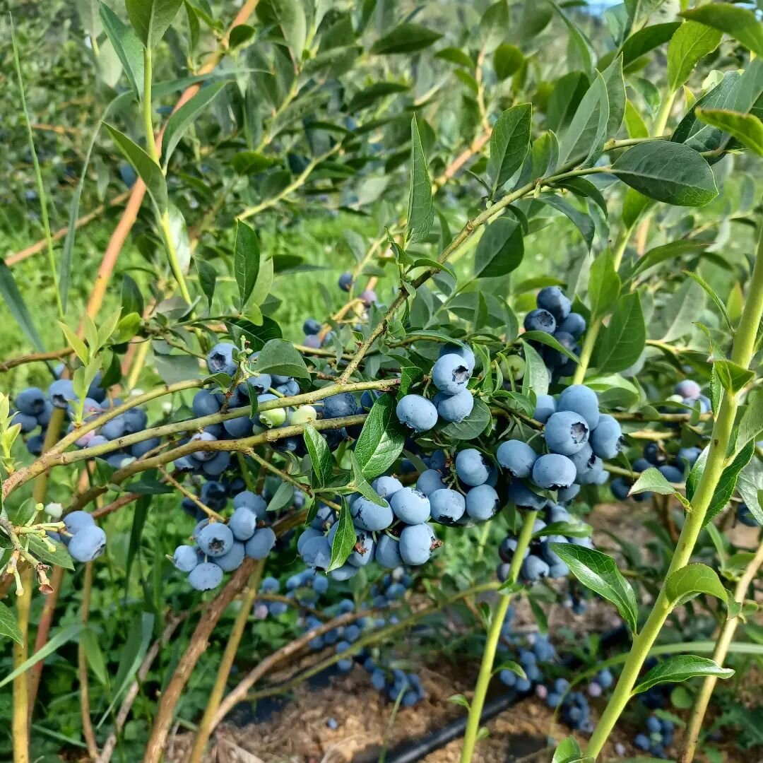 Dreaming of summer's bounty? So are we!
Did you know that a bonus of Stellar J CSA membership is Blueberry U-pick access?
CSA sign up is now open!
(Sign up on our website)