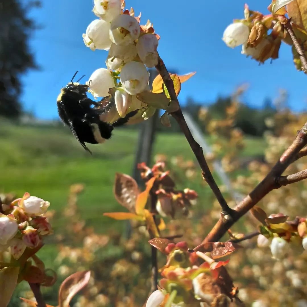 Grateful for the wild pollinators 🐝 and a little streak of excellent pollination weather. Blueberry flowers are tight umbles, and the bees really have to shove their heads in there to access the pollen. Some species will even chew holes in the side 