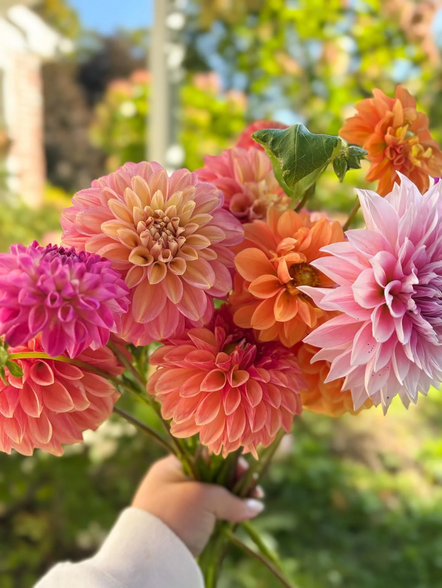 A handful of dahlias is my love language🌸✨