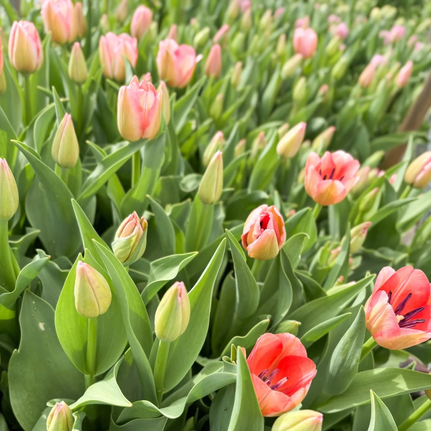 Tulip bouquets will be up on the website this week so keep an eye out! Choose from singles, doubles, or a mix! Or you can send me a message if you&rsquo;re looking for something specific🌷

Tulips will be super limited this season and I&rsquo;m only 