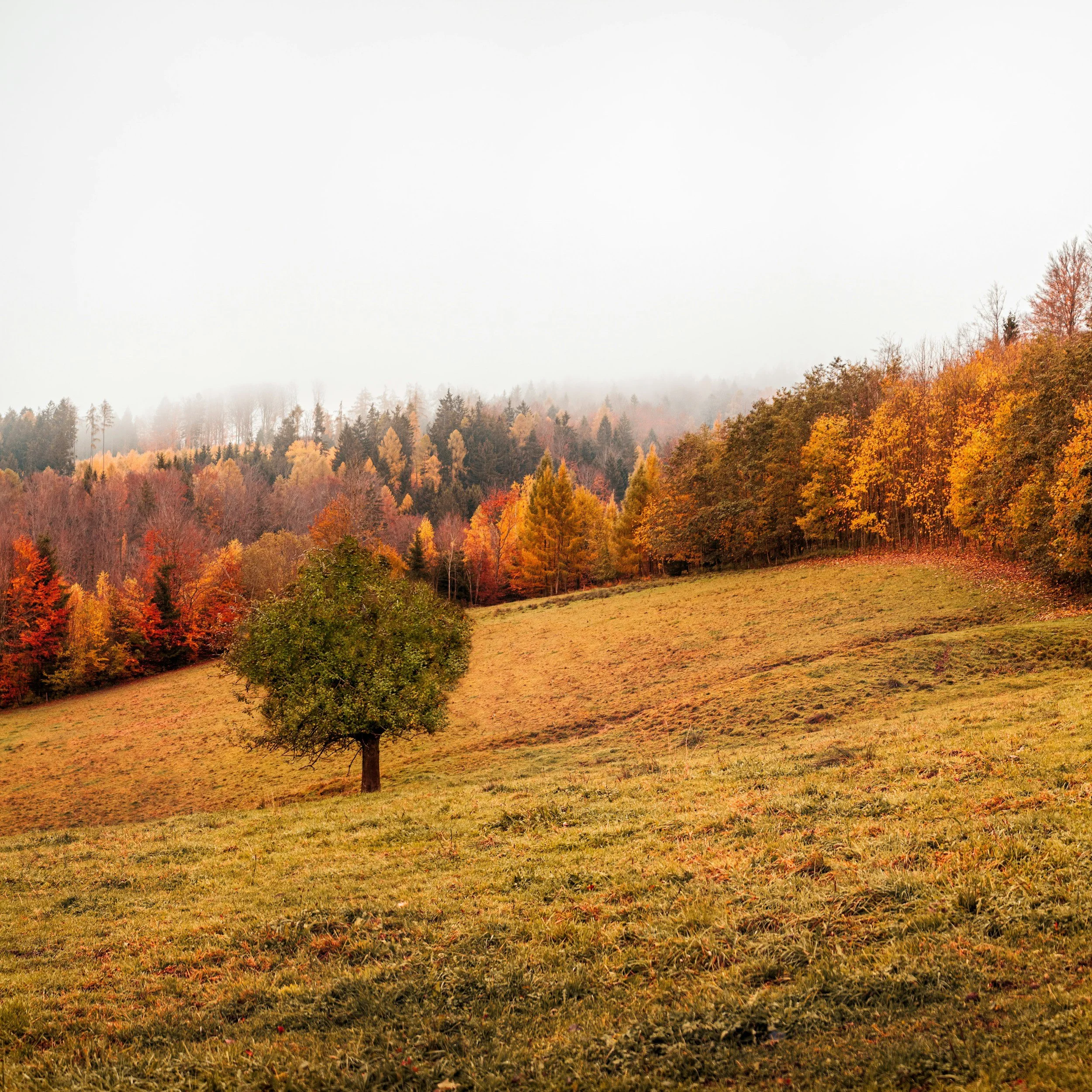 Expression Changes Like The Seasons