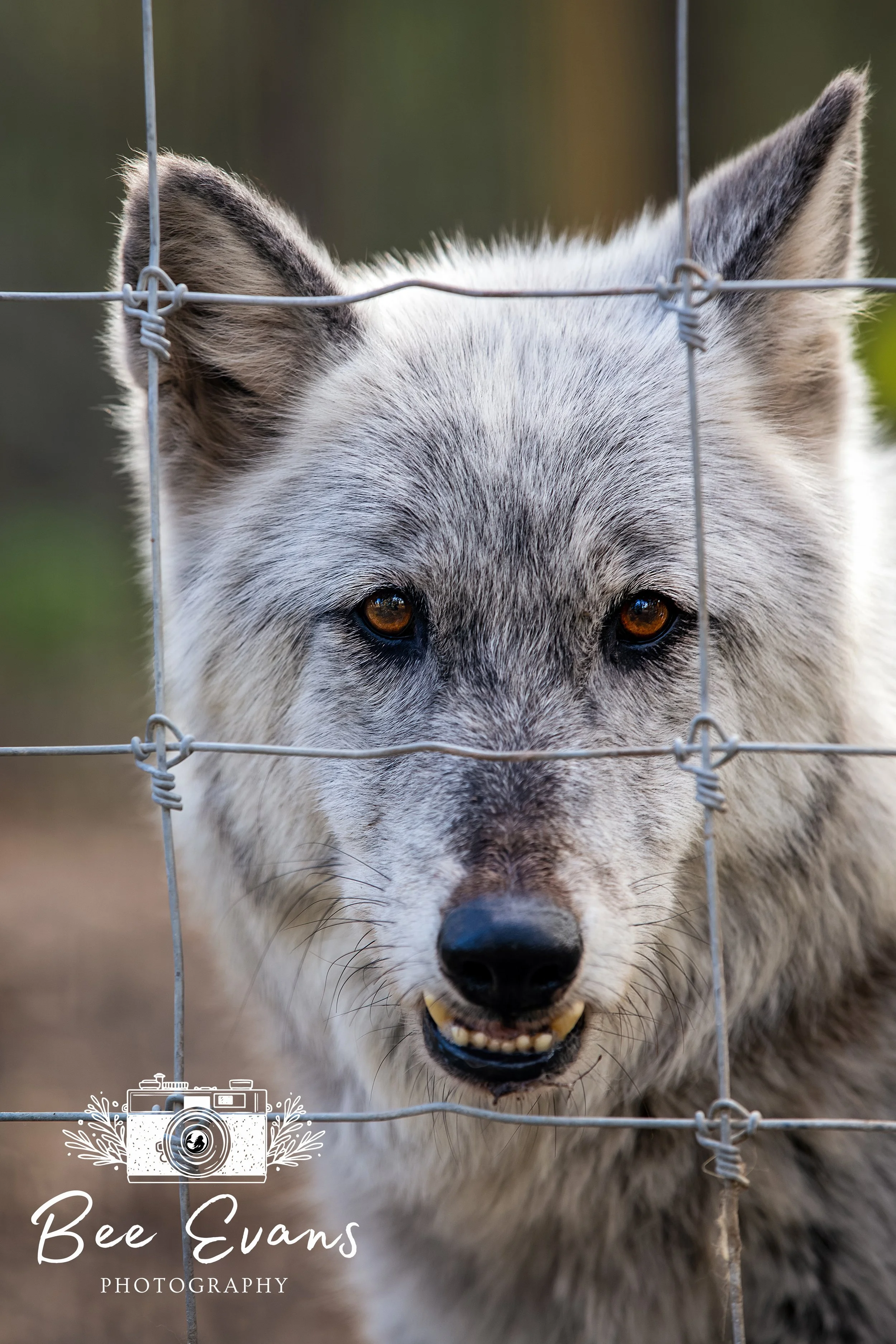 Wolfdogs- A Howl For Concern
