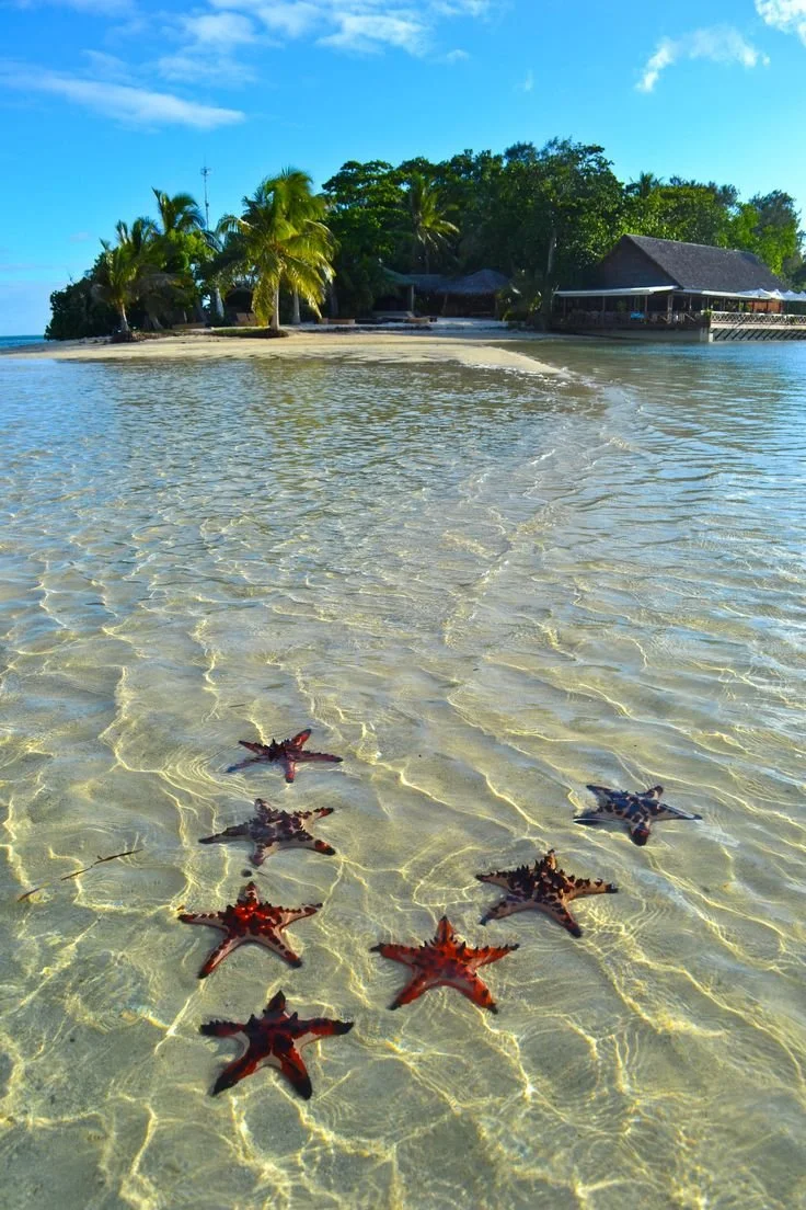 Island Starfish.jpg