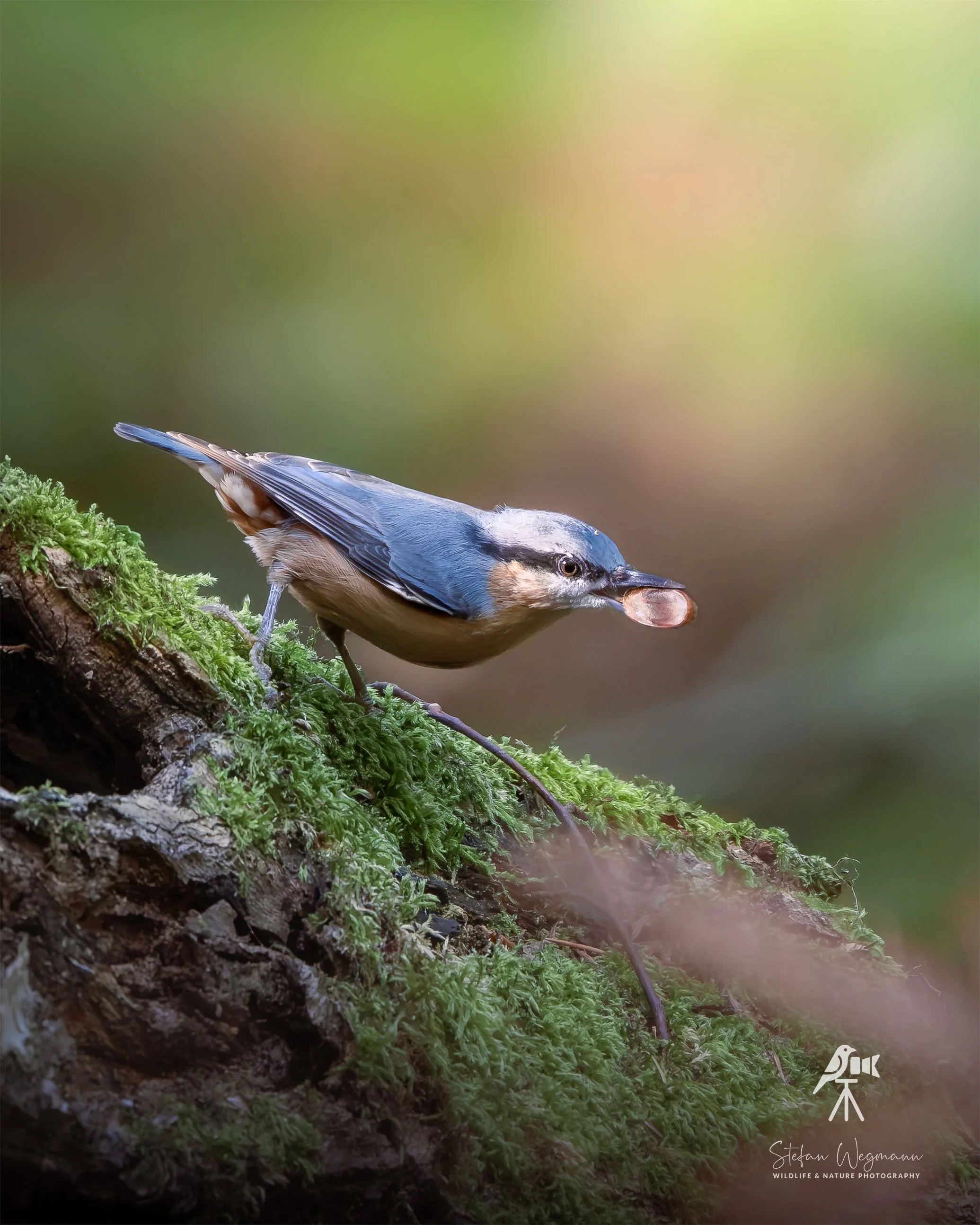 Ein Vogel steht auf einem moosbedeckten Baumstamm und hält einen Käfer im Schnabel, im Hintergrund unscharfe grüne Natur.