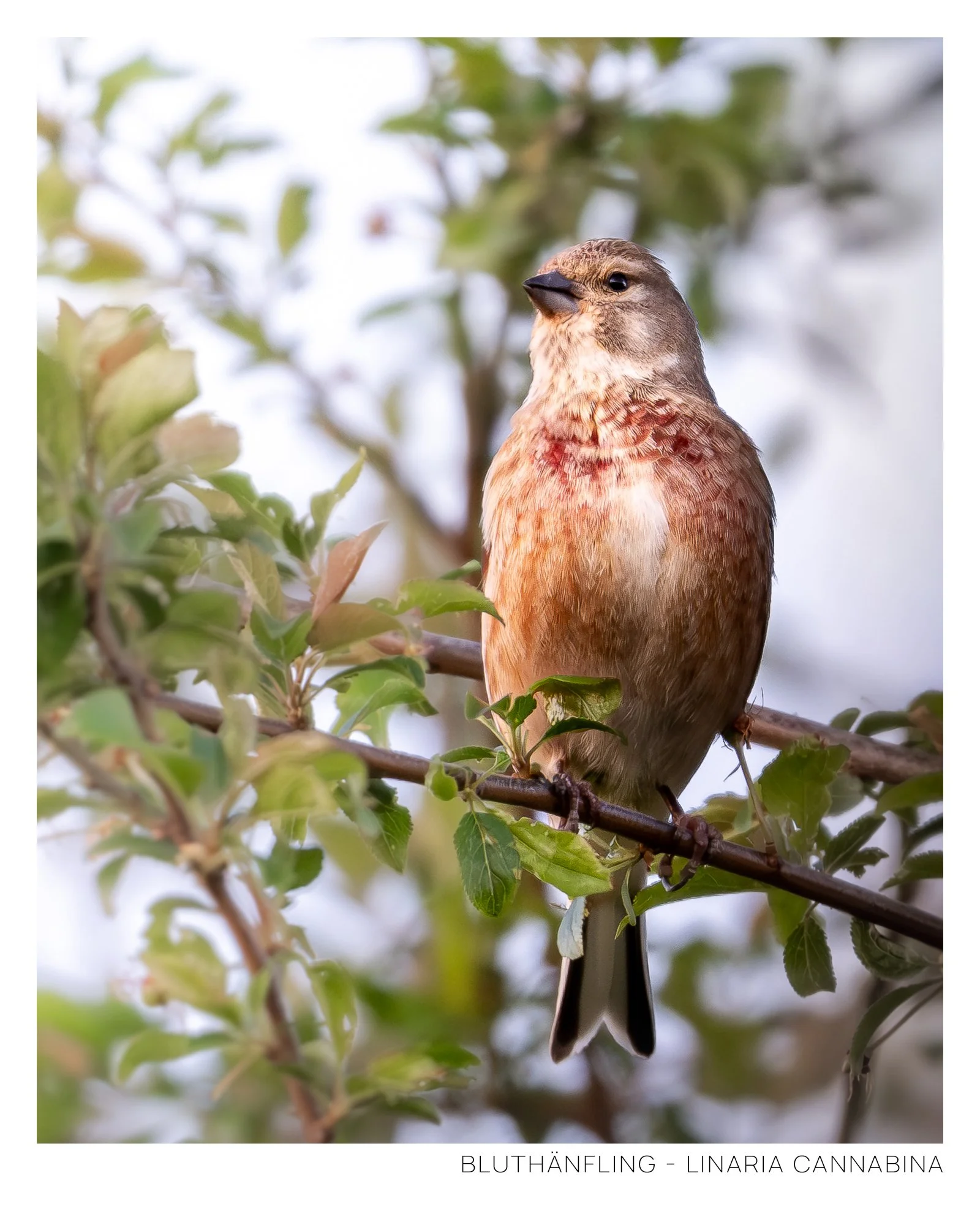 Bluthänfling.jpg