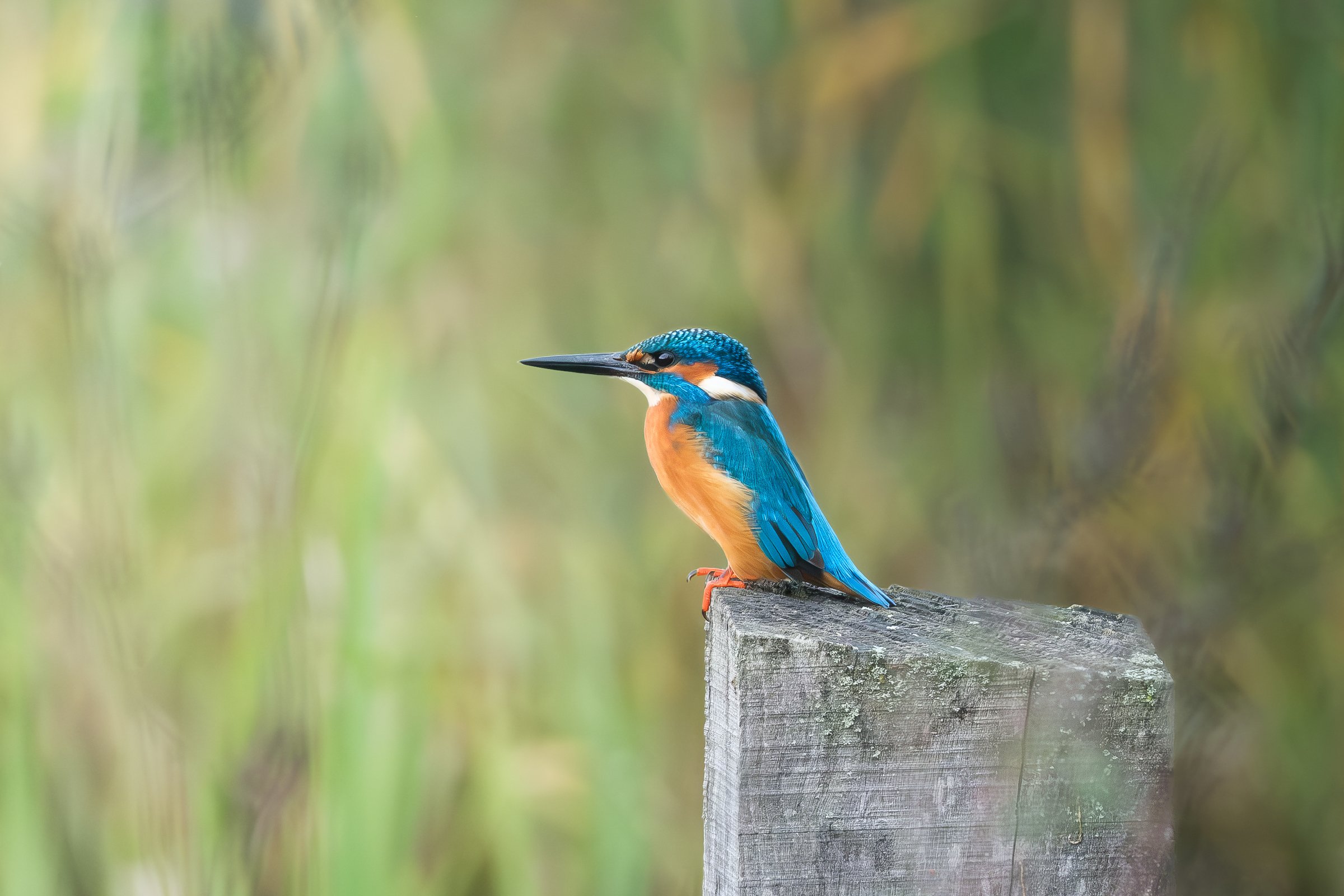 Eisvogel.jpg