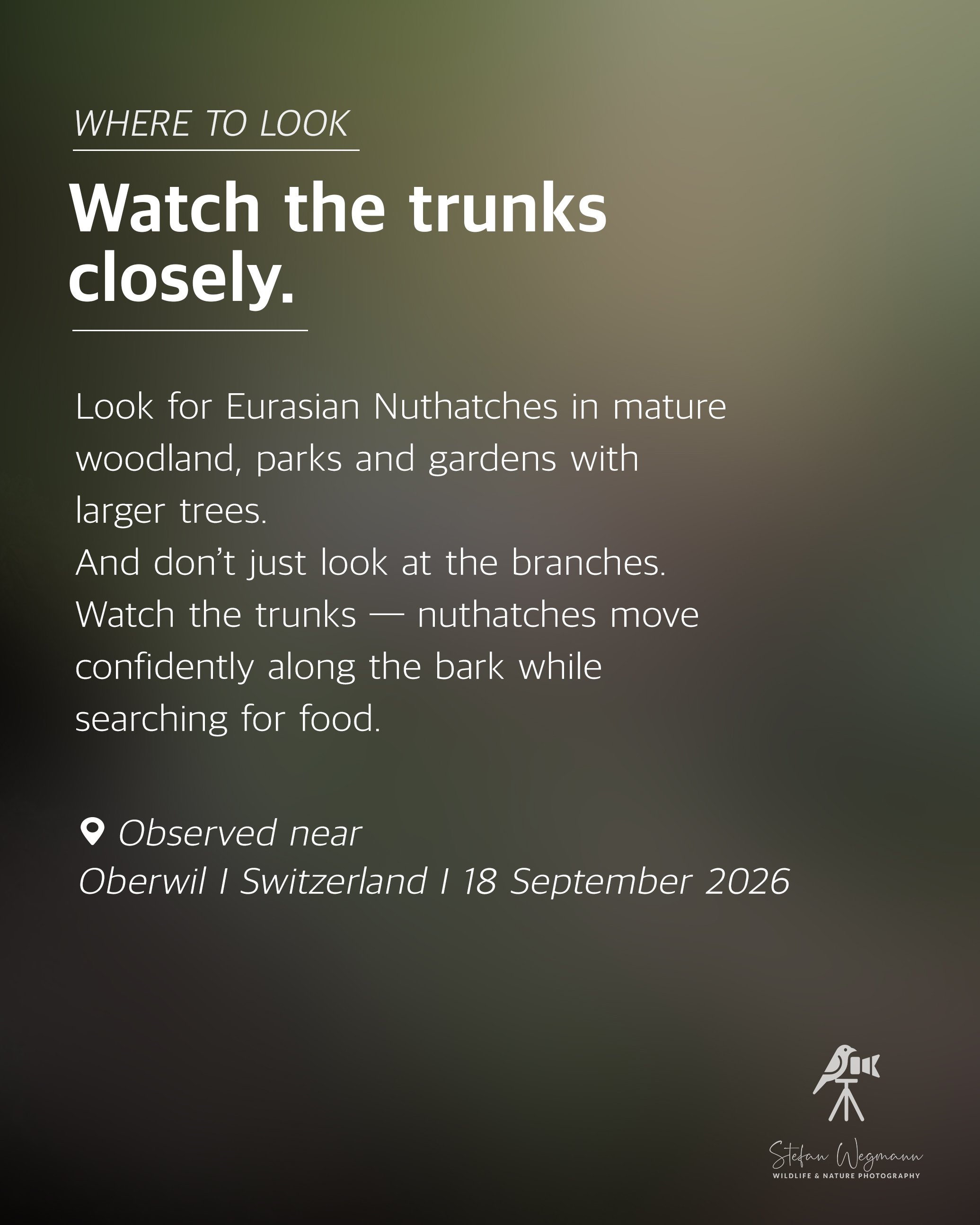 Ein Bild mit dem Text: 'WHERE TO LOOK. Watch the trunks closely. Look for Eurasian Nuthatches in mature woodland, parks and gardens with larger trees. And don’t just look at the branches. Watch the trunks — nuthatches move confidently along the bark while searching for food.' Es zeigt eine dunkle, unscharfe Hintergrundaufnahme. Unten rechts gibt es ein Logo eines Vogels auf einem Stativ mit dem Text: Stefan Wegmann, Wildlife & Nature Photography. Unten links sind sichbare Koordinaten und Datum: Beobachtet in der Nähe von Oberwil, Schweiz, 18. September 2026.
