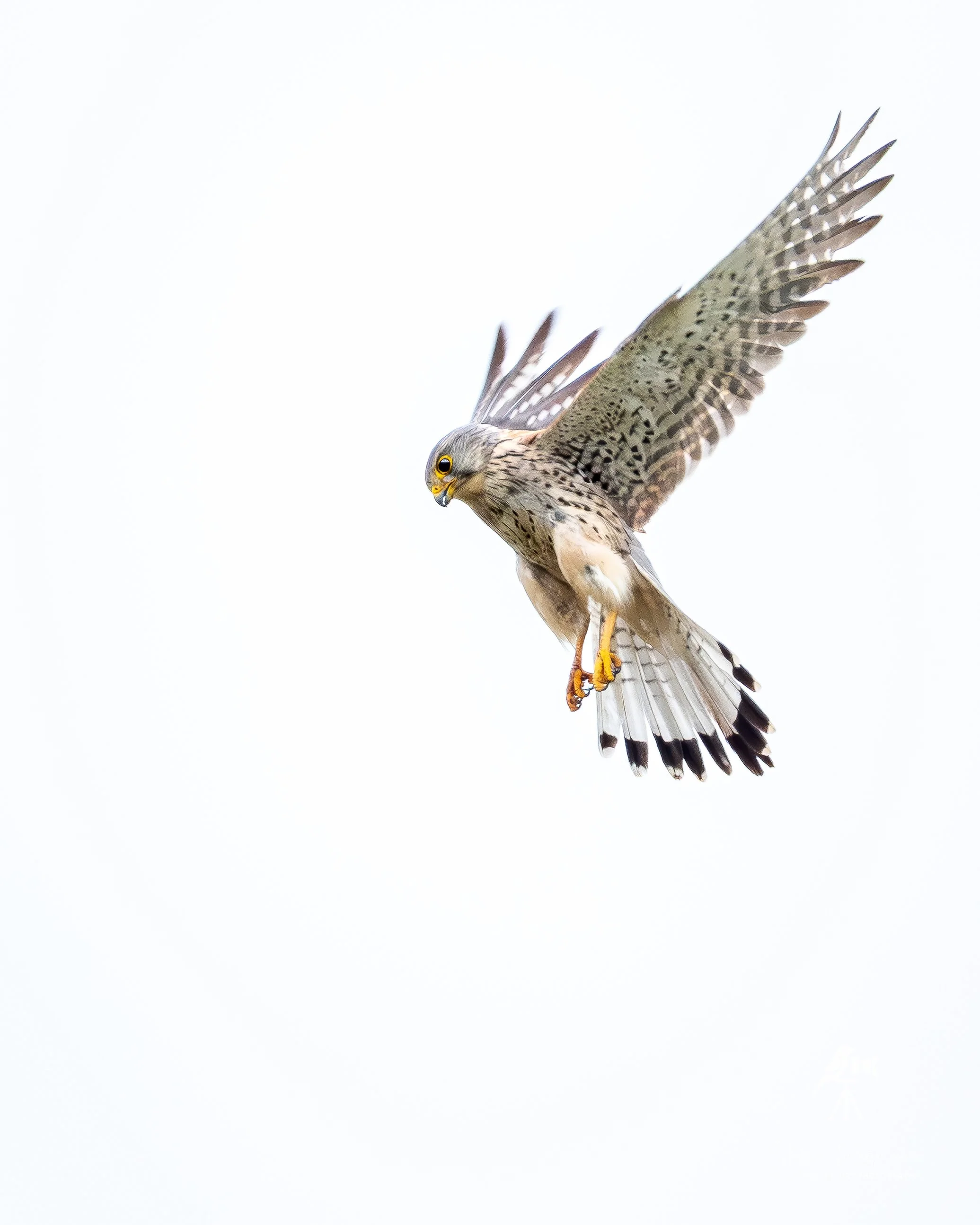 Ein Kiebitz im Flug vor einem hellgrauen Hintergrund, mit teilweise sichtbaren Flügeln, Kopf und Körper. Die Vogel hat eine gelbe Augenring und gestrichelte Brustflecken.