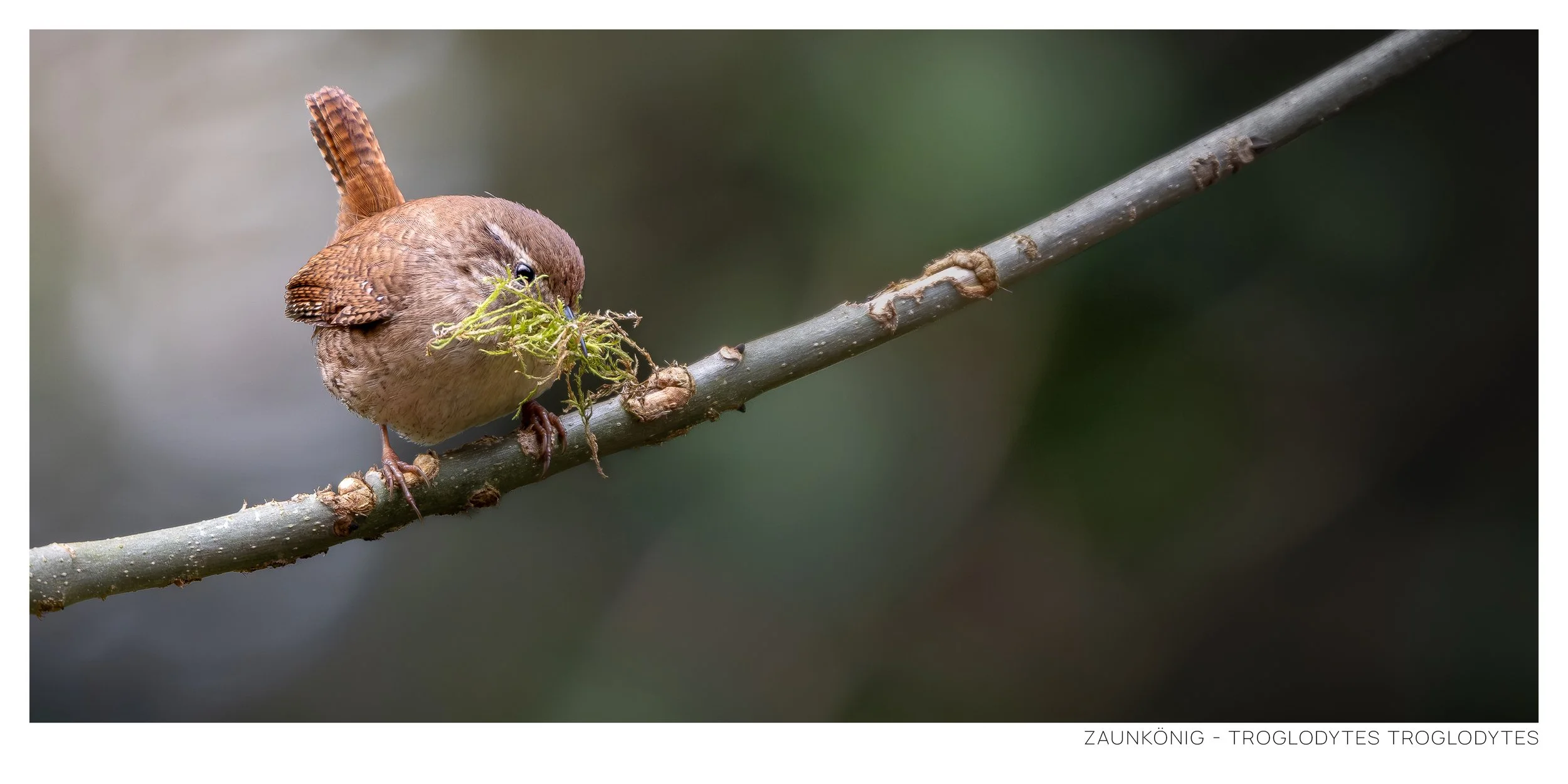 Zaunkönig-5.jpg