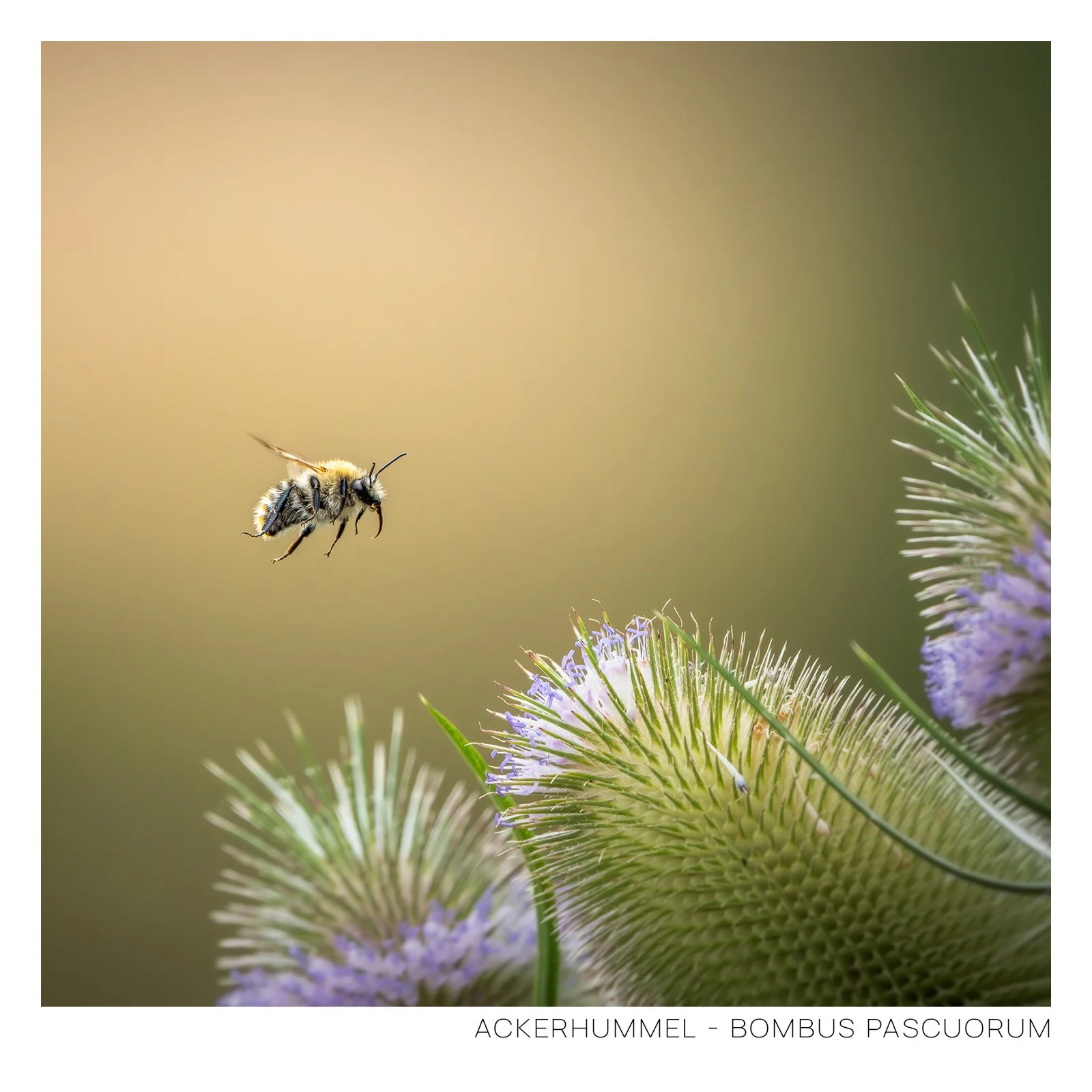 Ackerhummel Rahmen.jpg