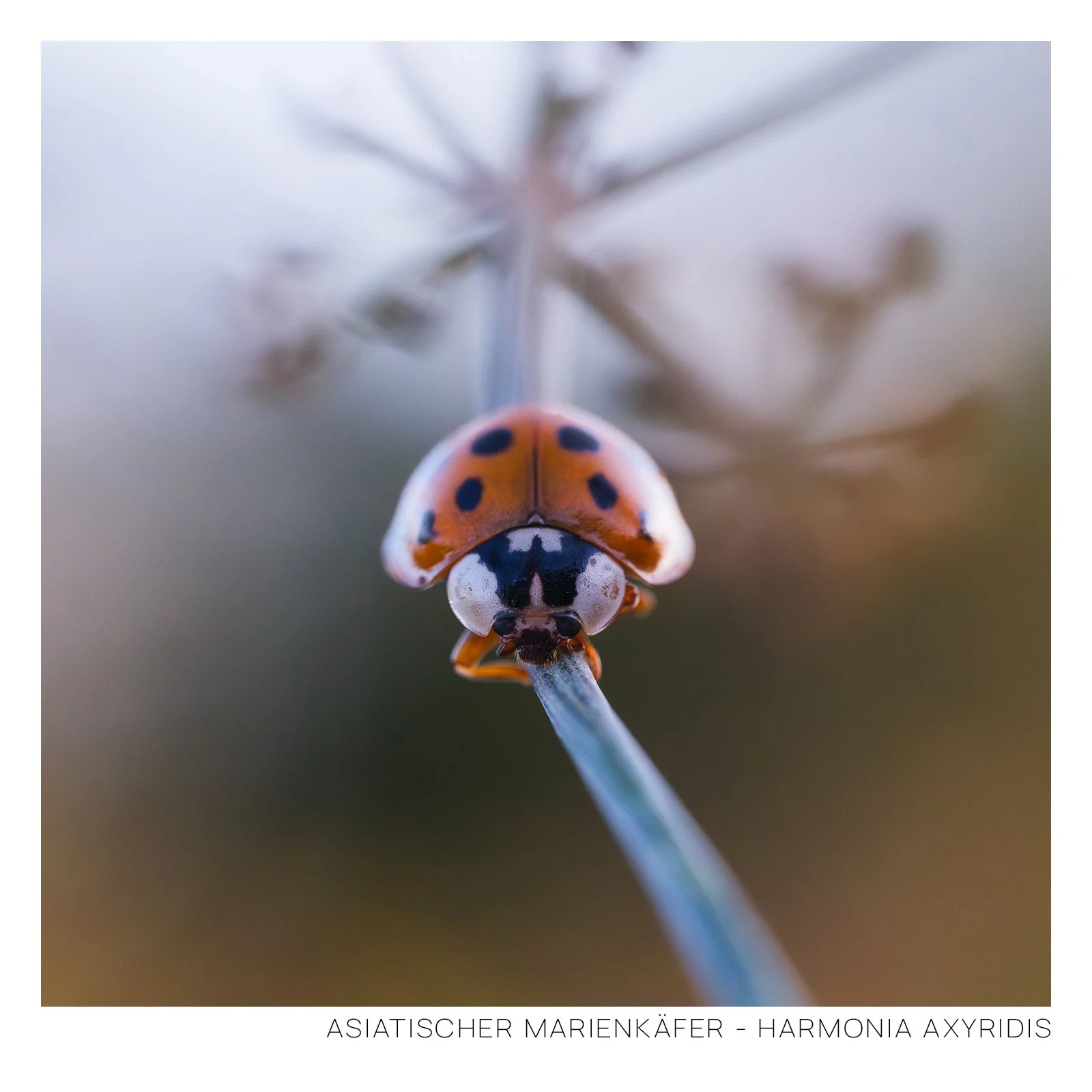 Asiatischer Marienkäfer Rahmen.jpg