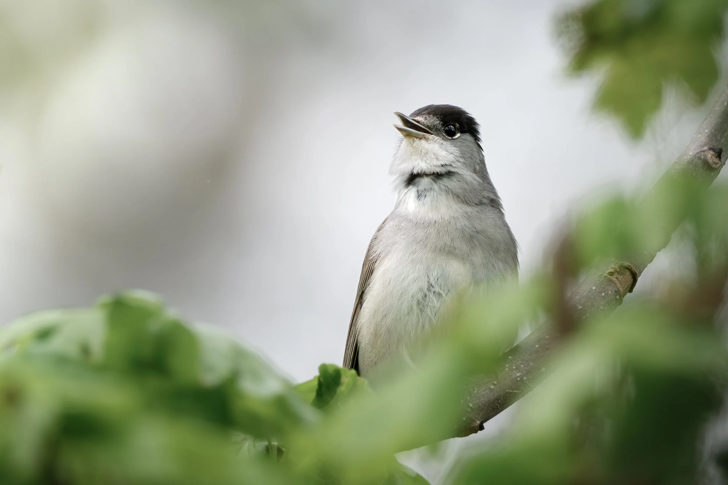 Mönchsgrasmücke (Sylvia atricapilla)
