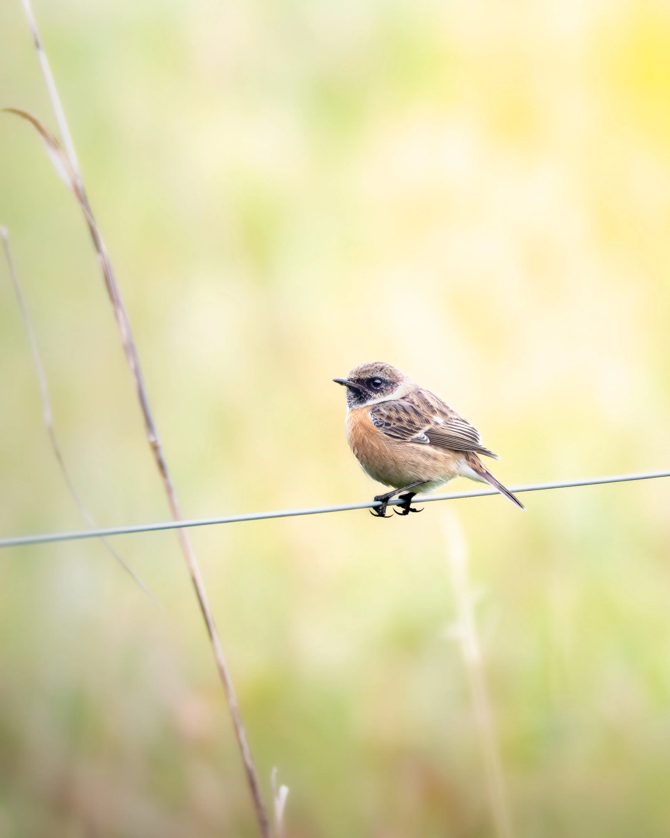 Schwarzkehlchen - Saxicola rubicola