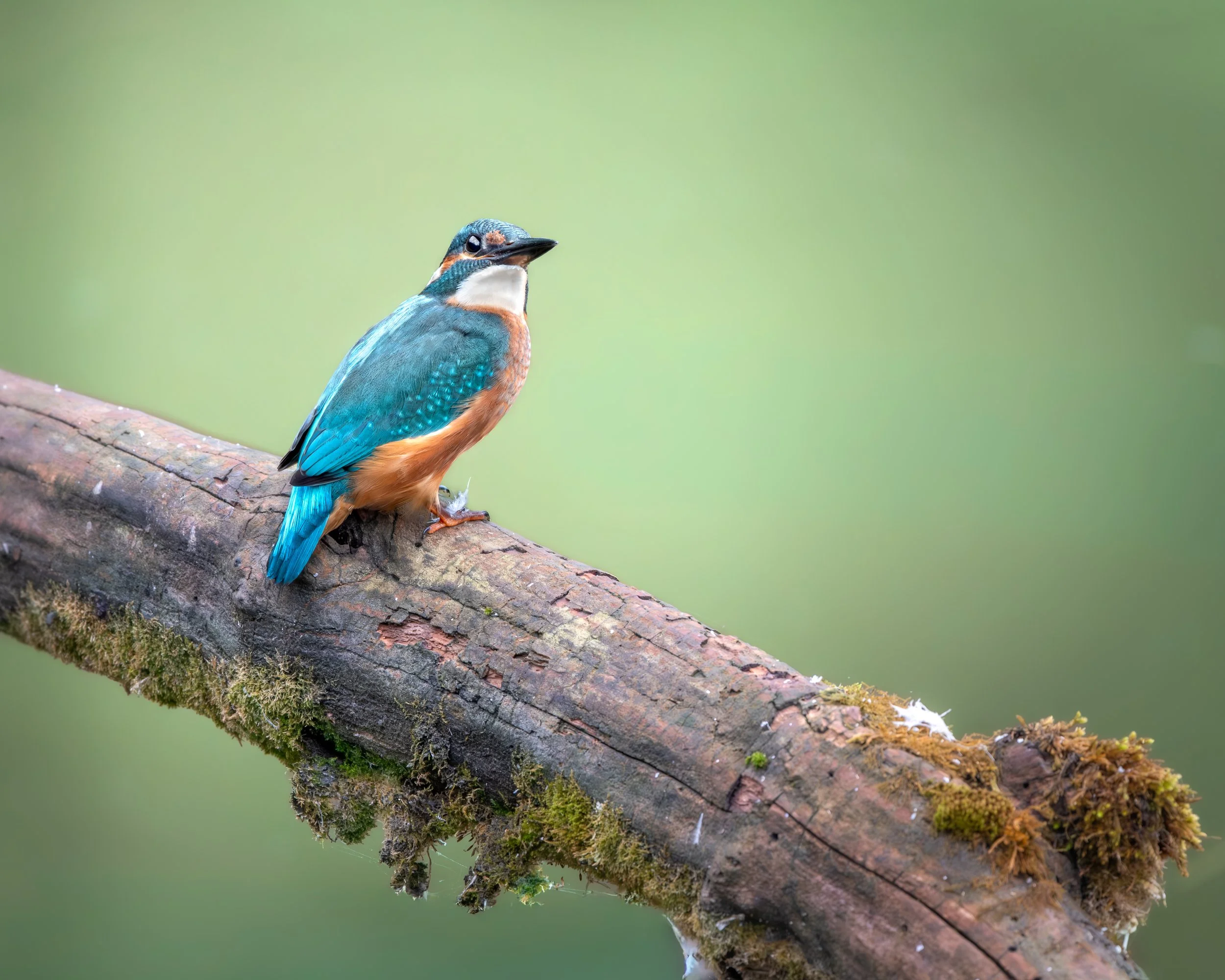 Der Eisvogel - Wo du ihn in der Region Basel entdecken kannst!