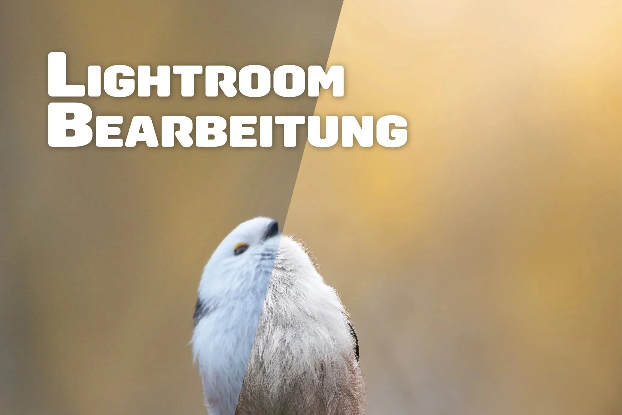 Lightroom - So verwandelst du ein flaches Bild in eine lebendige und dennoch natürliche Aufnahme