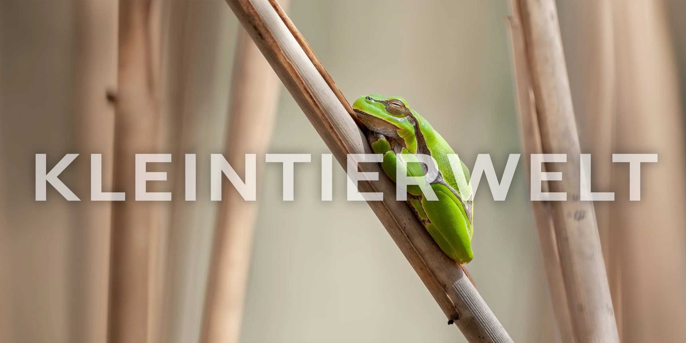 Kleintierwelt Link.jpg
