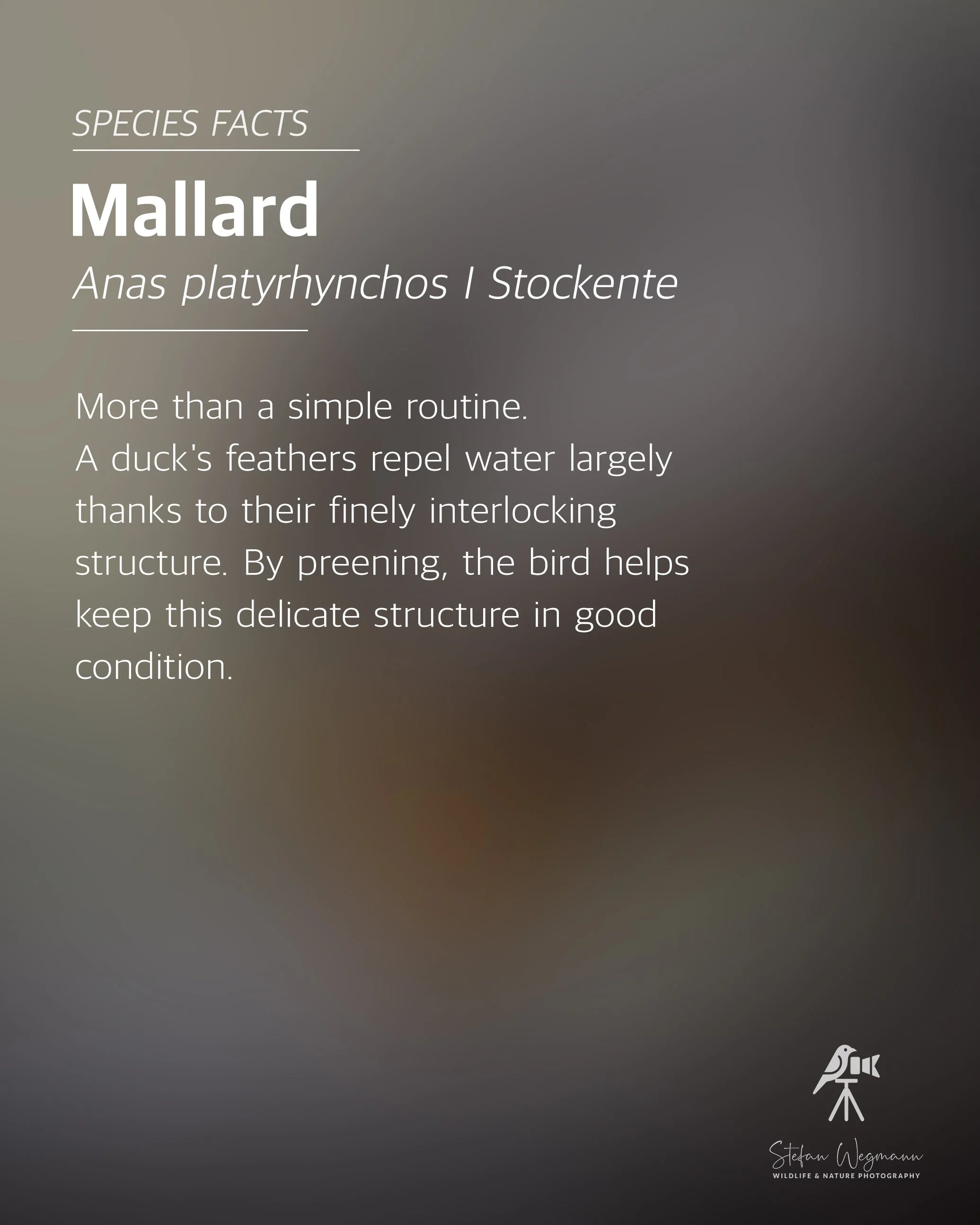 Ein grüner Hintergrund mit weißen Texten: 'WILDLIFE FACTS', 'Did you know?', und eine Erklärung über Chafinges. Unten rechts ein kleines Logo eines Vogels auf einem Stativ mit der Unterschrift 'Stefan Wegmann WILDLIFE & NATURE PHOTOGRAPHY'.