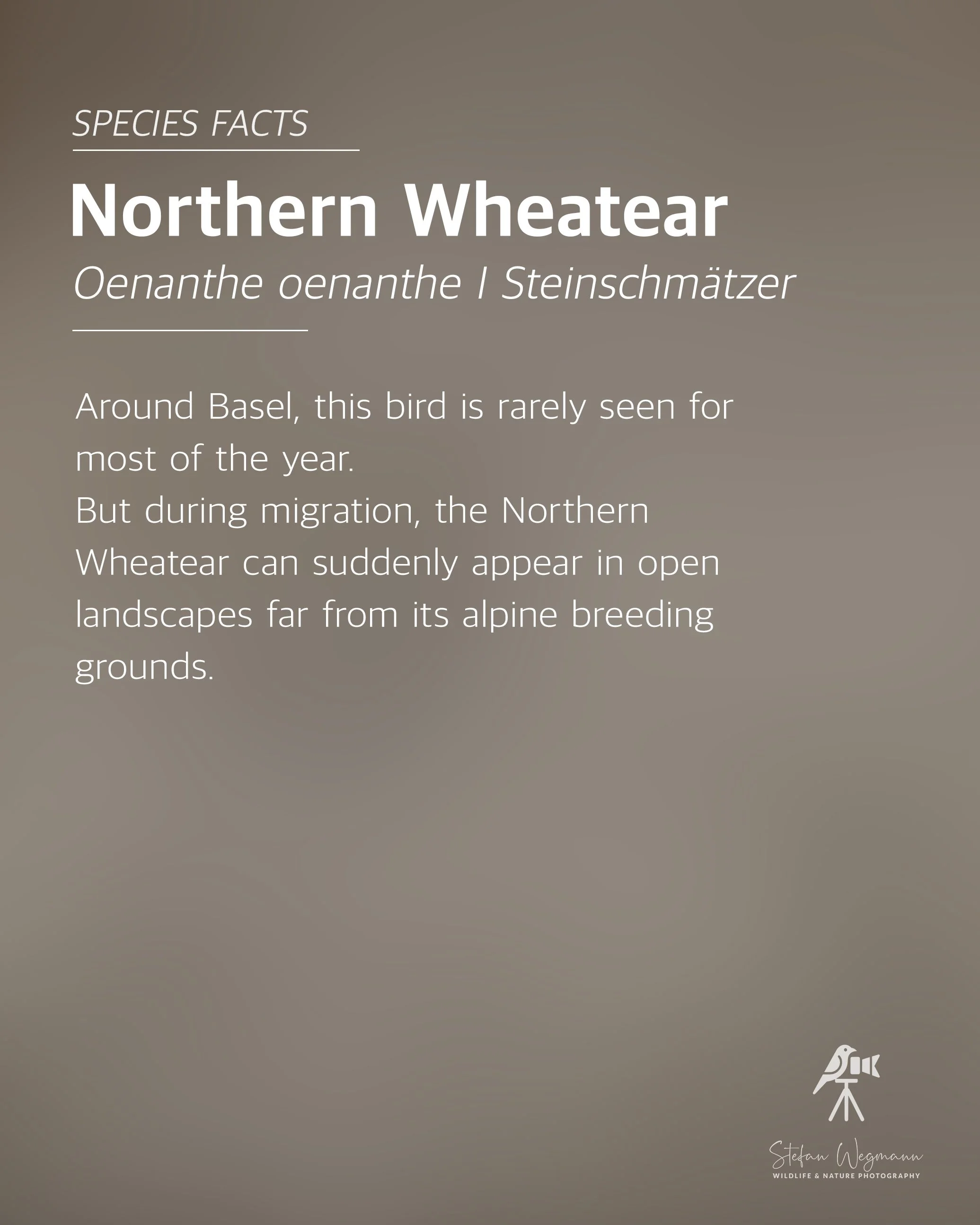 Ein grüner Hintergrund mit weißen Texten: 'WILDLIFE FACTS', 'Did you know?', und eine Erklärung über Chafinges. Unten rechts ein kleines Logo eines Vogels auf einem Stativ mit der Unterschrift 'Stefan Wegmann WILDLIFE & NATURE PHOTOGRAPHY'.