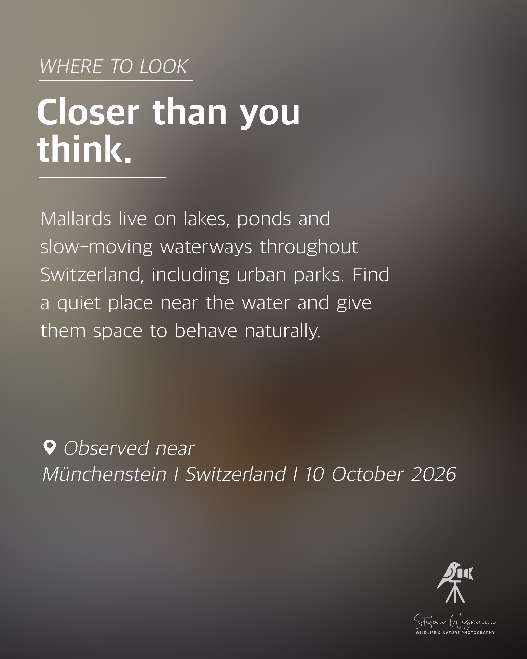 Karte mit Fakten über eine Chinesische Eichhörnchenart, aufgenommen bei Beobachtungen nahe Oberwil, Schweiz, am 20. September 2026, mit Fotografenmarke Stefan Wegmann.
