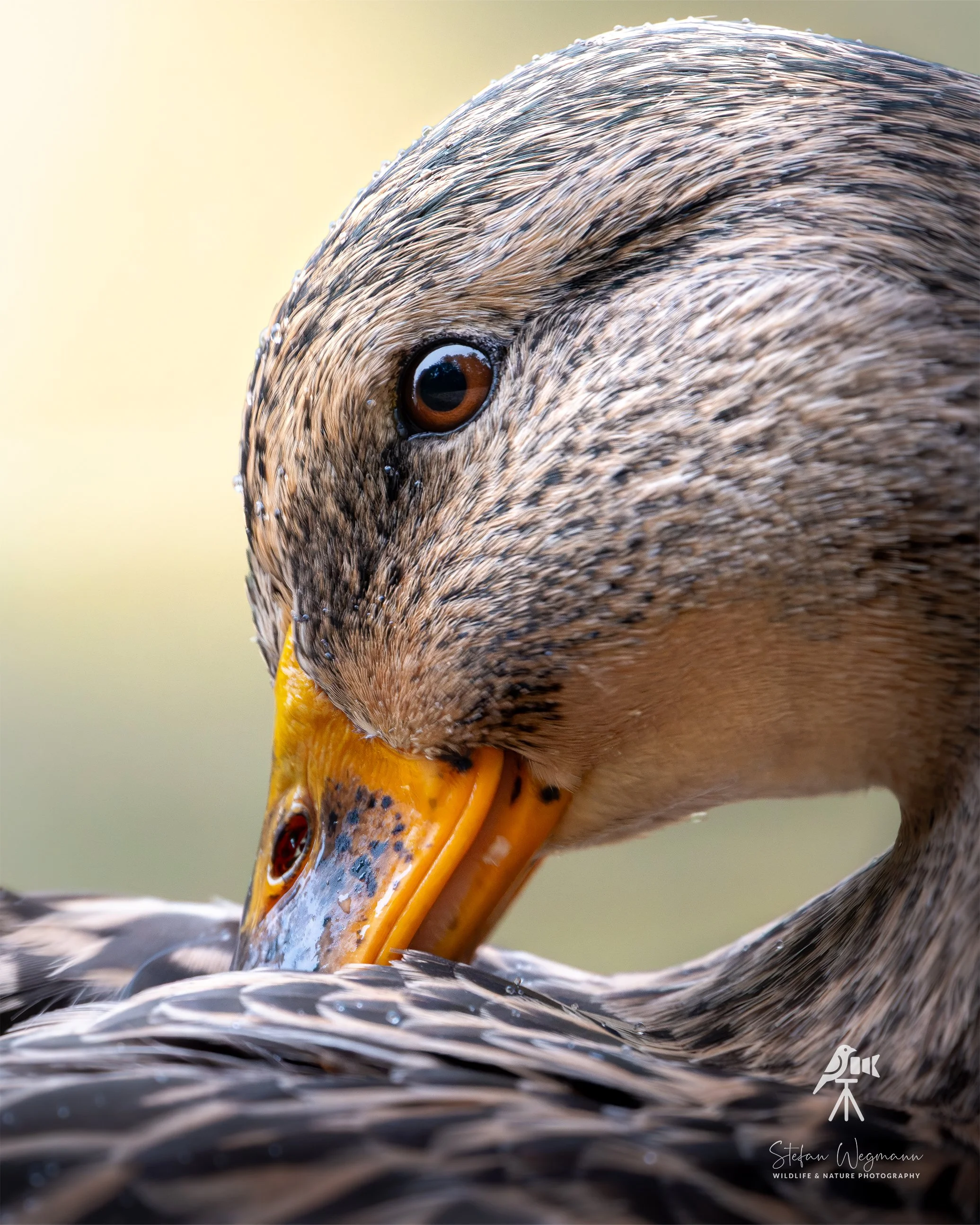 Ein kleiner Vogel sitzt auf einem Baumzweig mit grünem unscharfem Hintergrund.