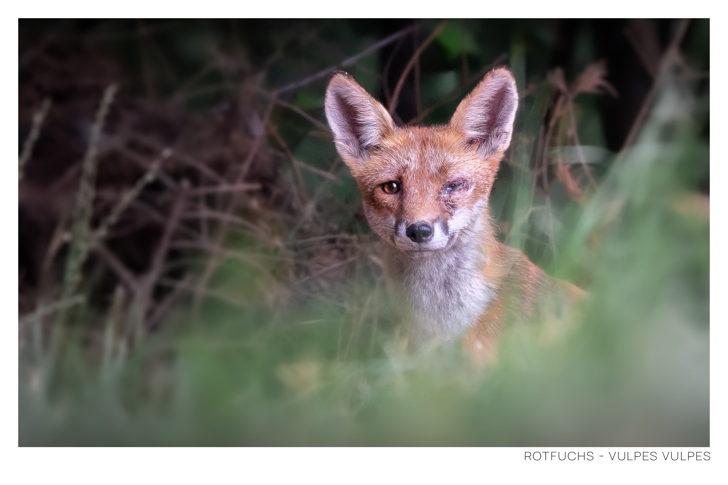 Rotfuchs-2.jpg