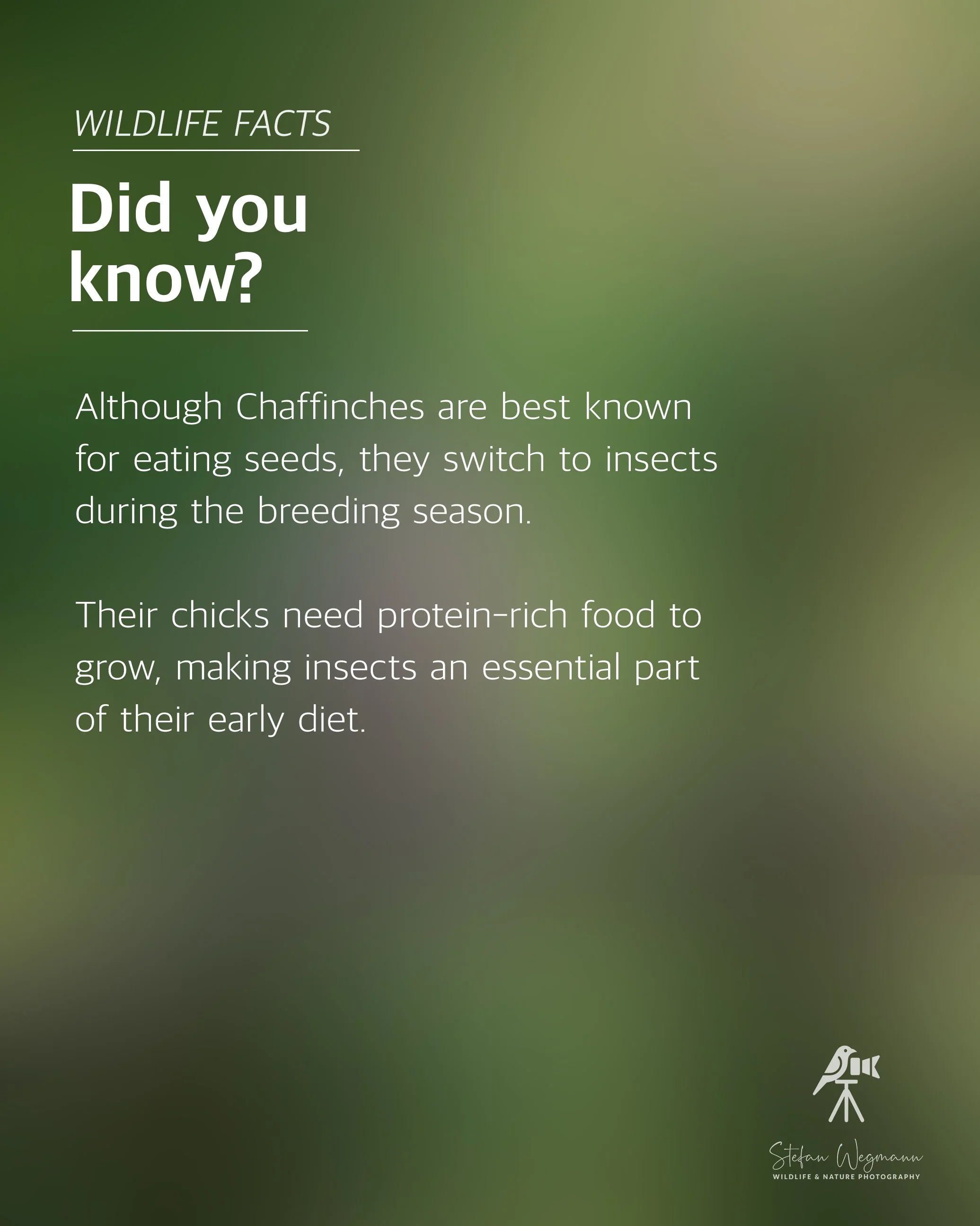 Ein grüner Hintergrund mit weißen Texten: 'WILDLIFE FACTS', 'Did you know?', und eine Erklärung über Chafinges. Unten rechts ein kleines Logo eines Vogels auf einem Stativ mit der Unterschrift 'Stefan Wegmann WILDLIFE & NATURE PHOTOGRAPHY'.