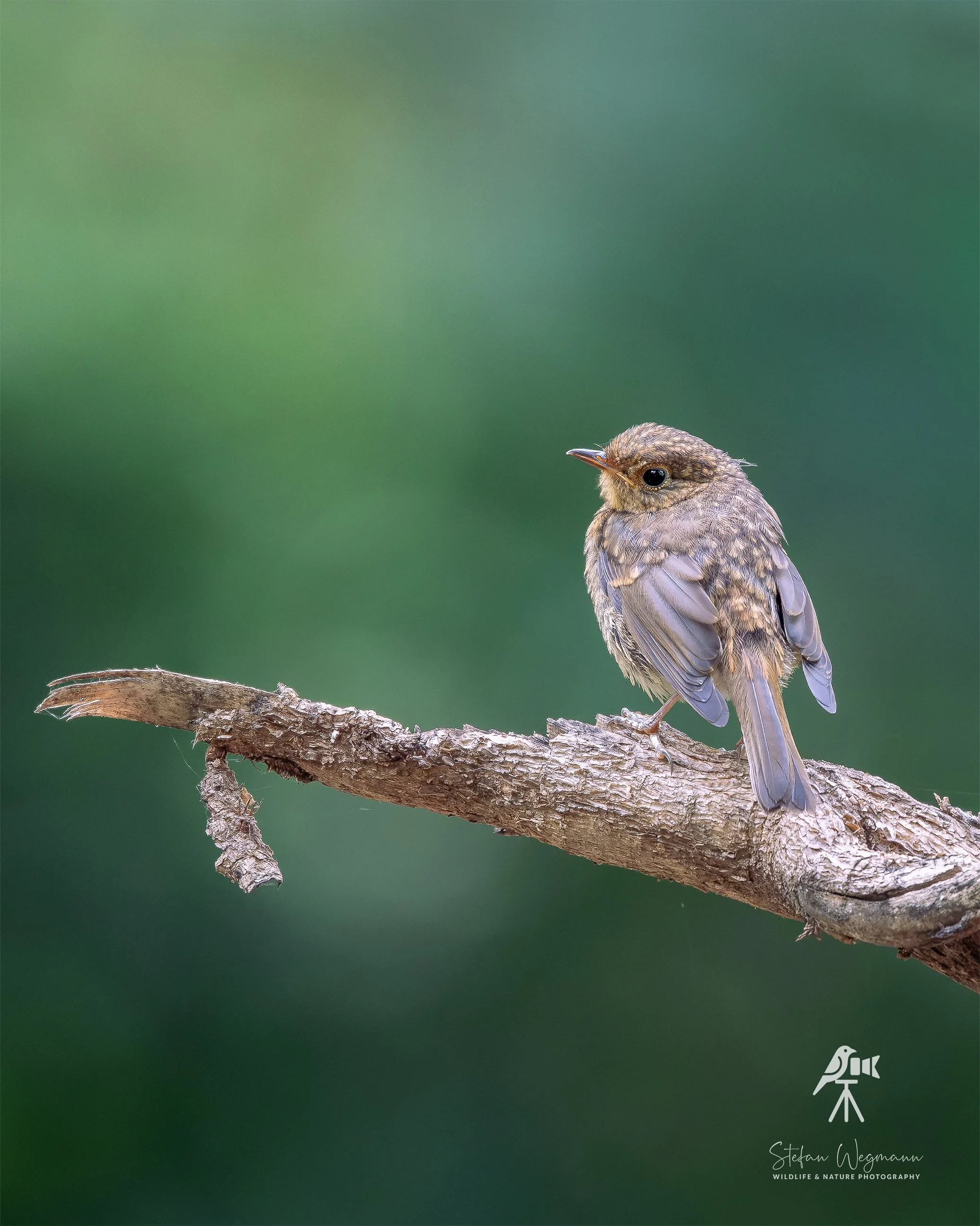Ein kleiner Vogel sitzt auf einem Ästchen vor einem grünen Hintergrund.